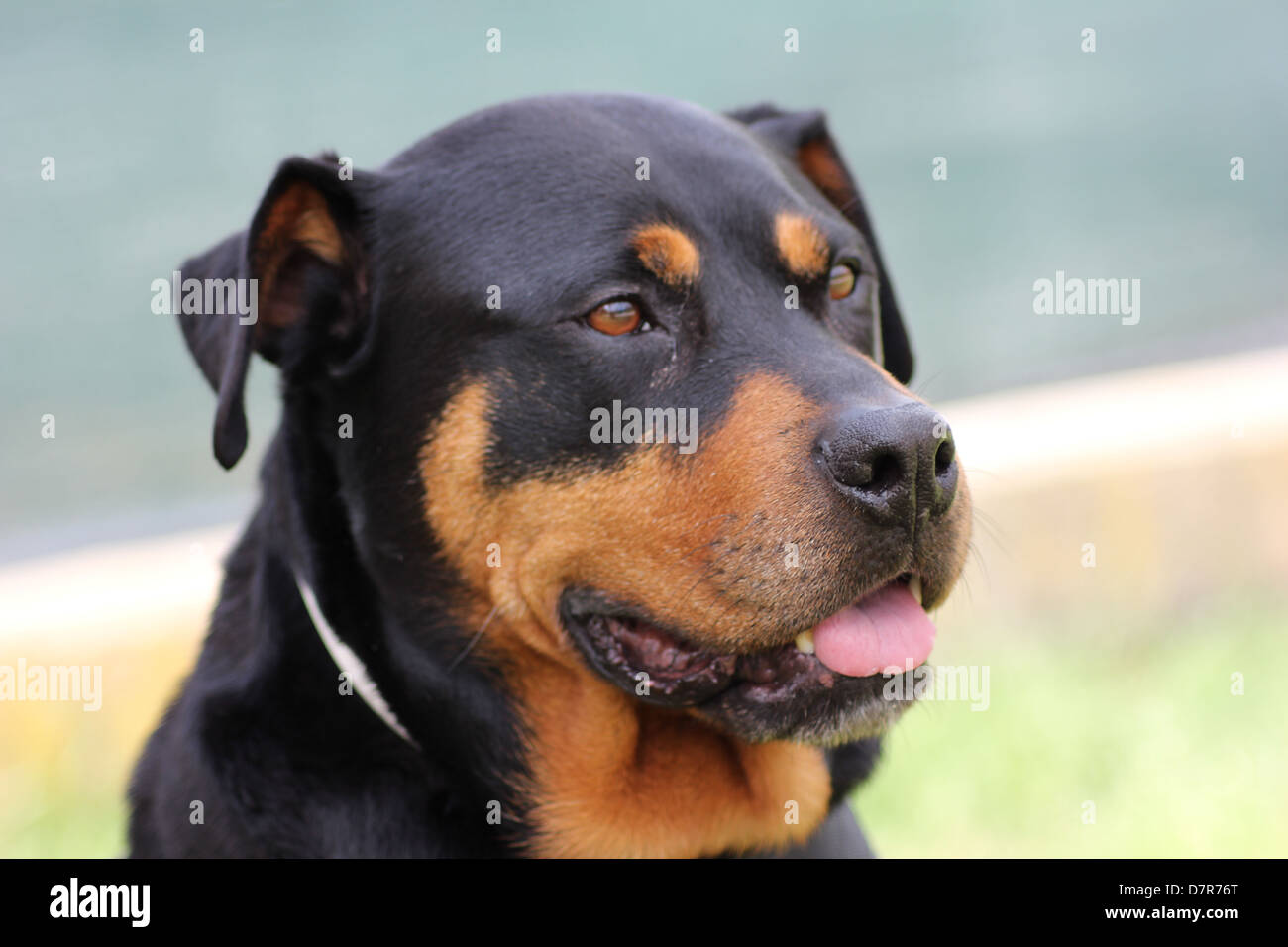Female Rottweilers Female rottweiler hi-res stock photography and images - Alamy