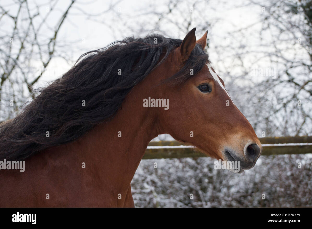 Horse stud Franches-Montagnes Avenches Switzerland Stock Photo