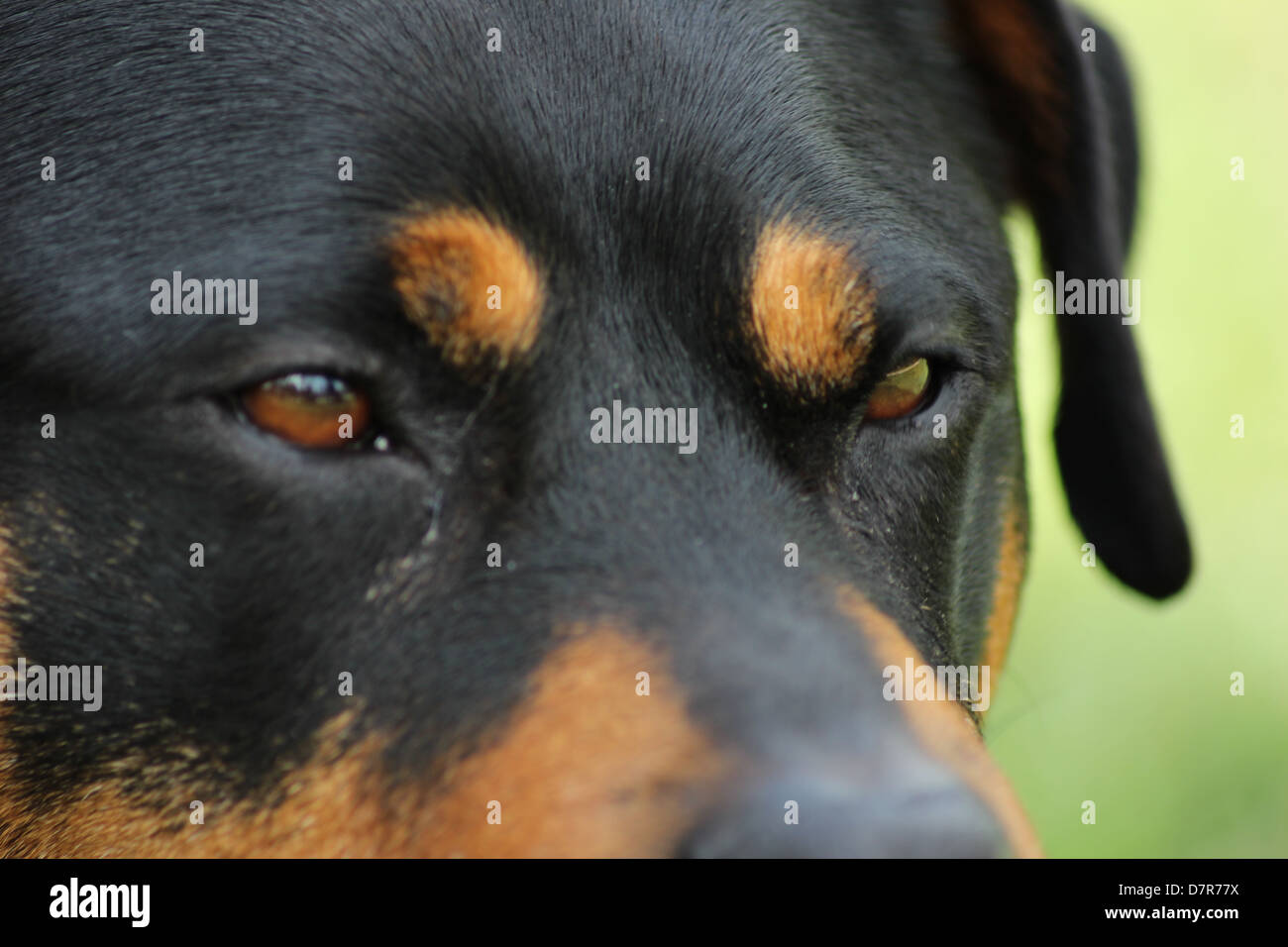 when do female rottweilers go into heat