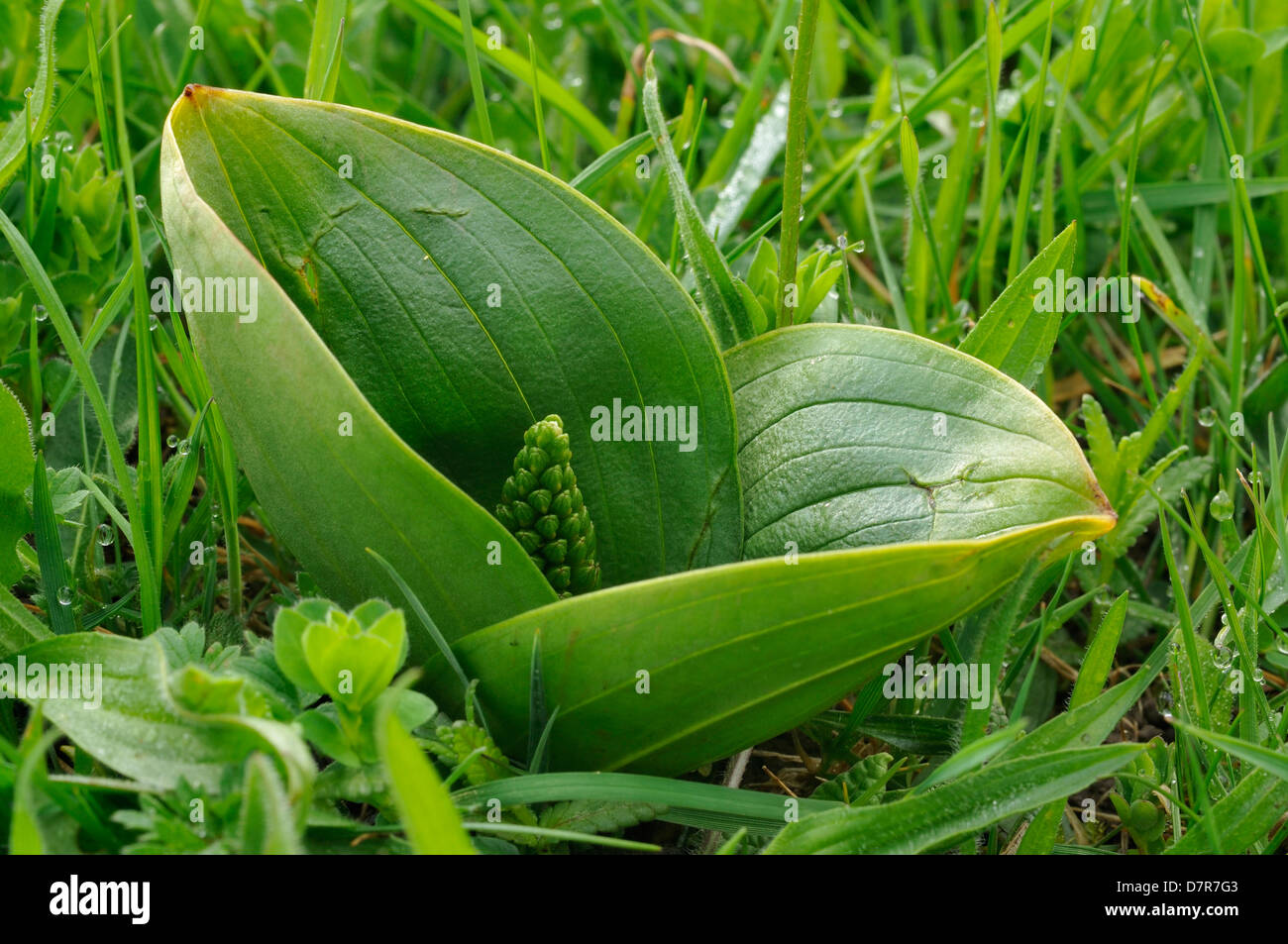 Common Twayblade - Listera ovata Plant with unopened flower in wet grass Stock Photo