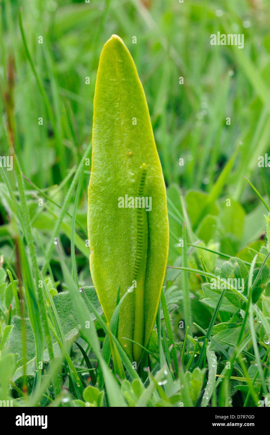Adder's Tongue Fern - Ophioglossum vulgatum Stock Photo