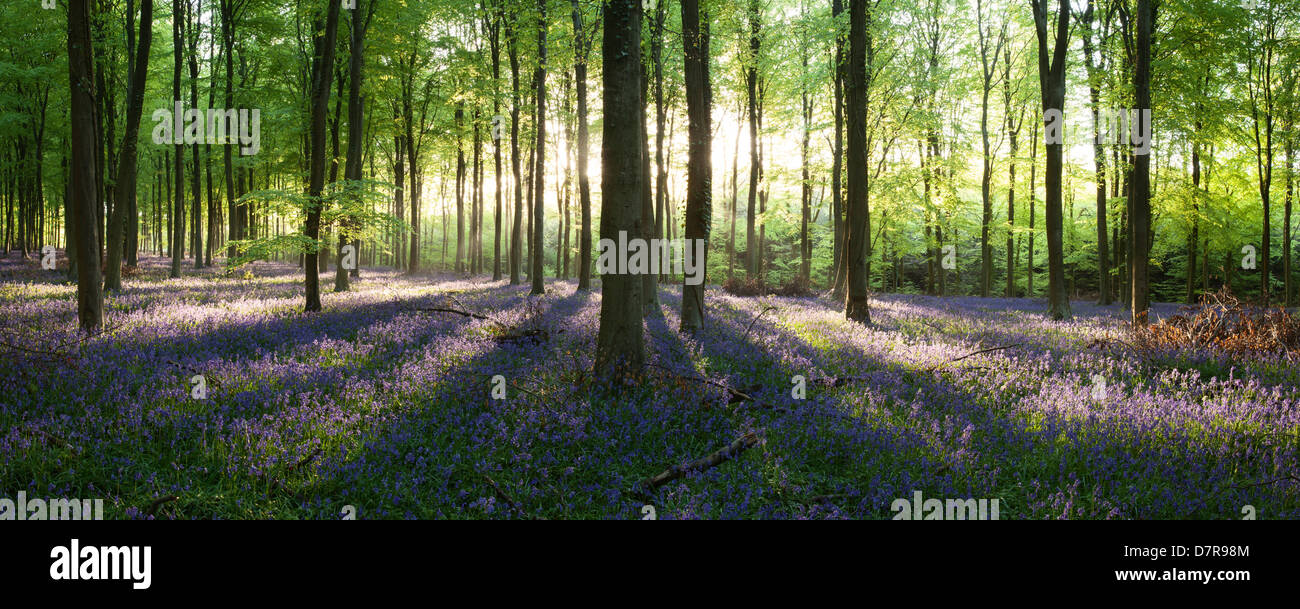 Sunlight highlighting a carpet of beautiful English bluebells in a wood in West Sussex, England Stock Photo