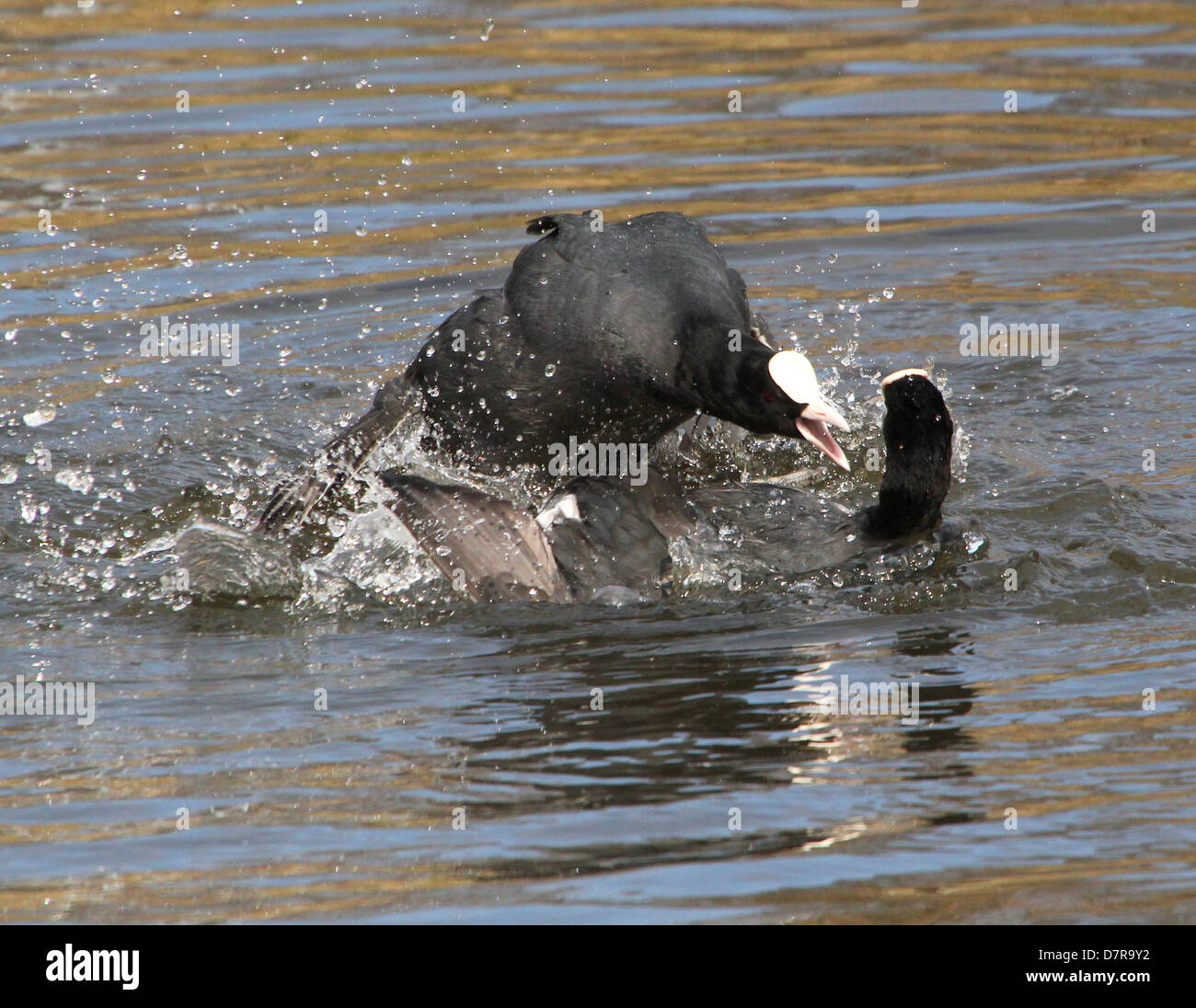 Coots Fighting With Their Feet High Resolution Stock Photography and