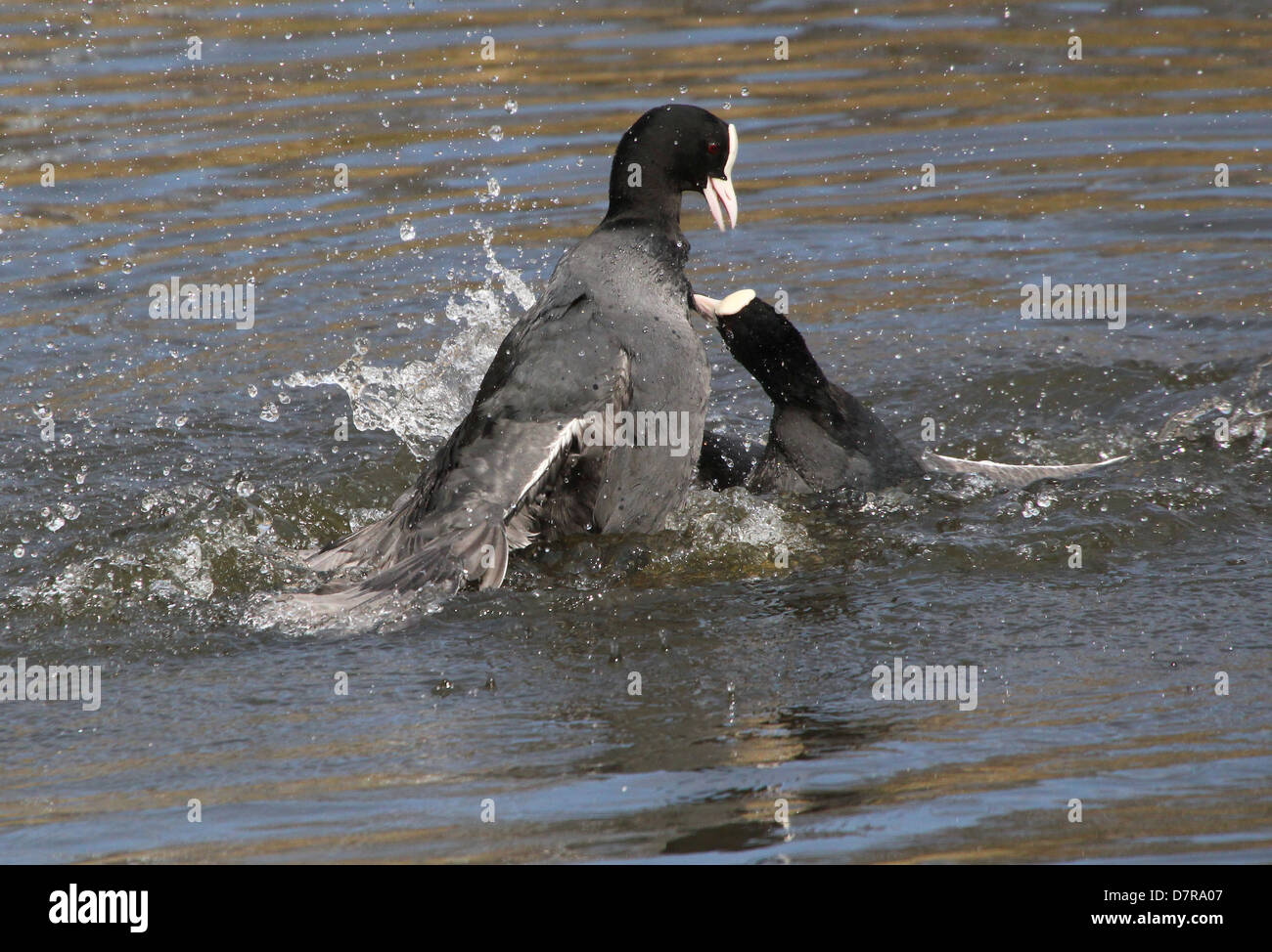 Coots Fighting With Their Feet High Resolution Stock Photography and