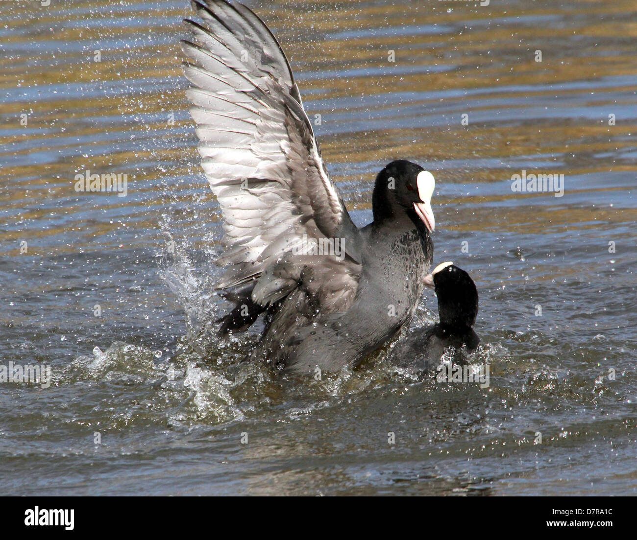 Coots Fighting With Their Feet High Resolution Stock Photography and