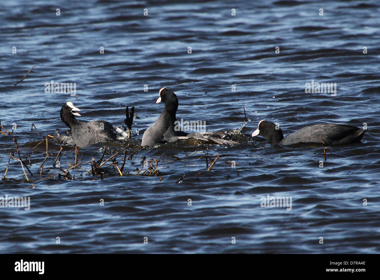 Close-up of aggressive Eurasian Coot males (Fulica atra) fighting in spring Stock Photo