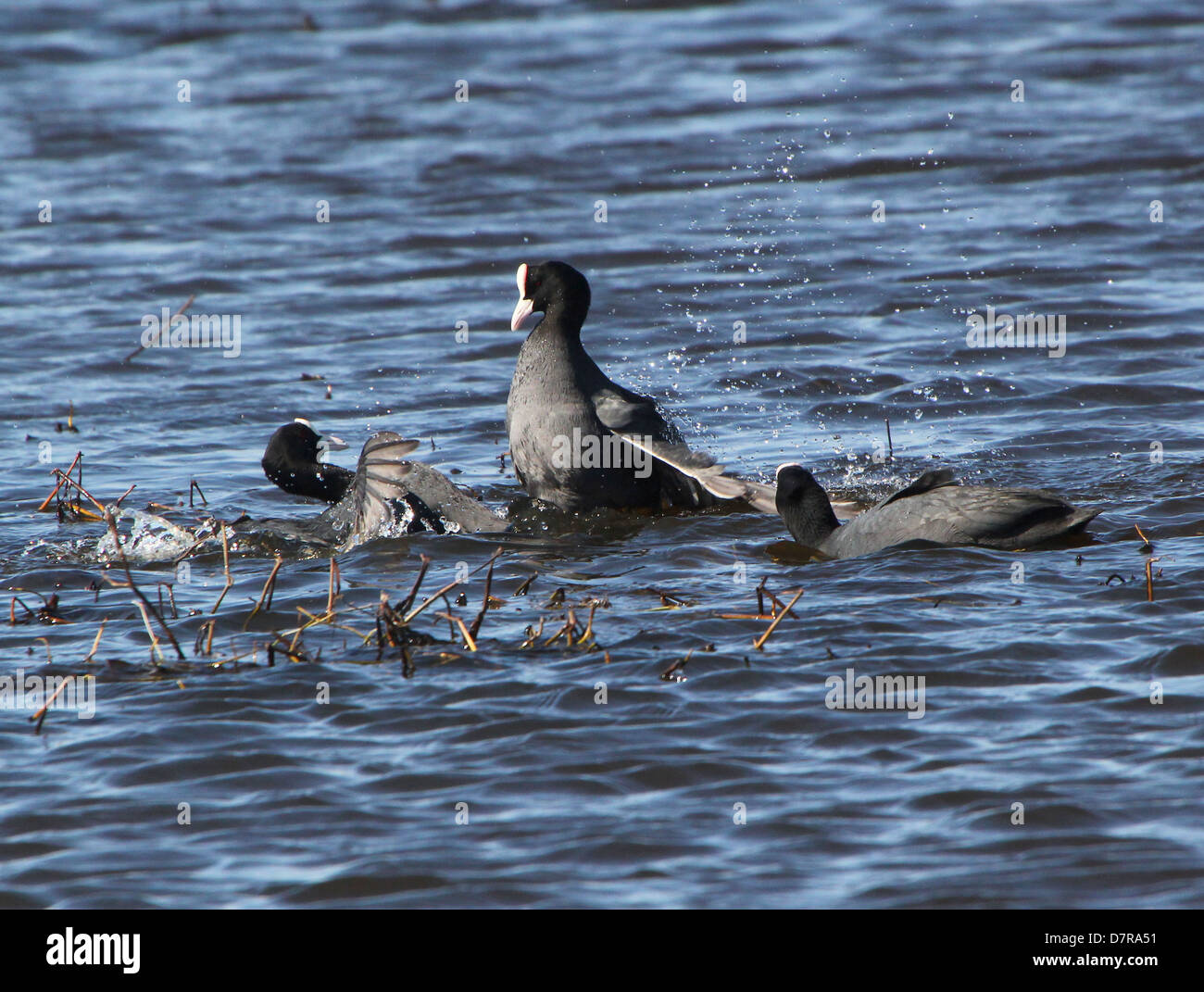 Coots Fighting With Their Feet High Resolution Stock Photography and