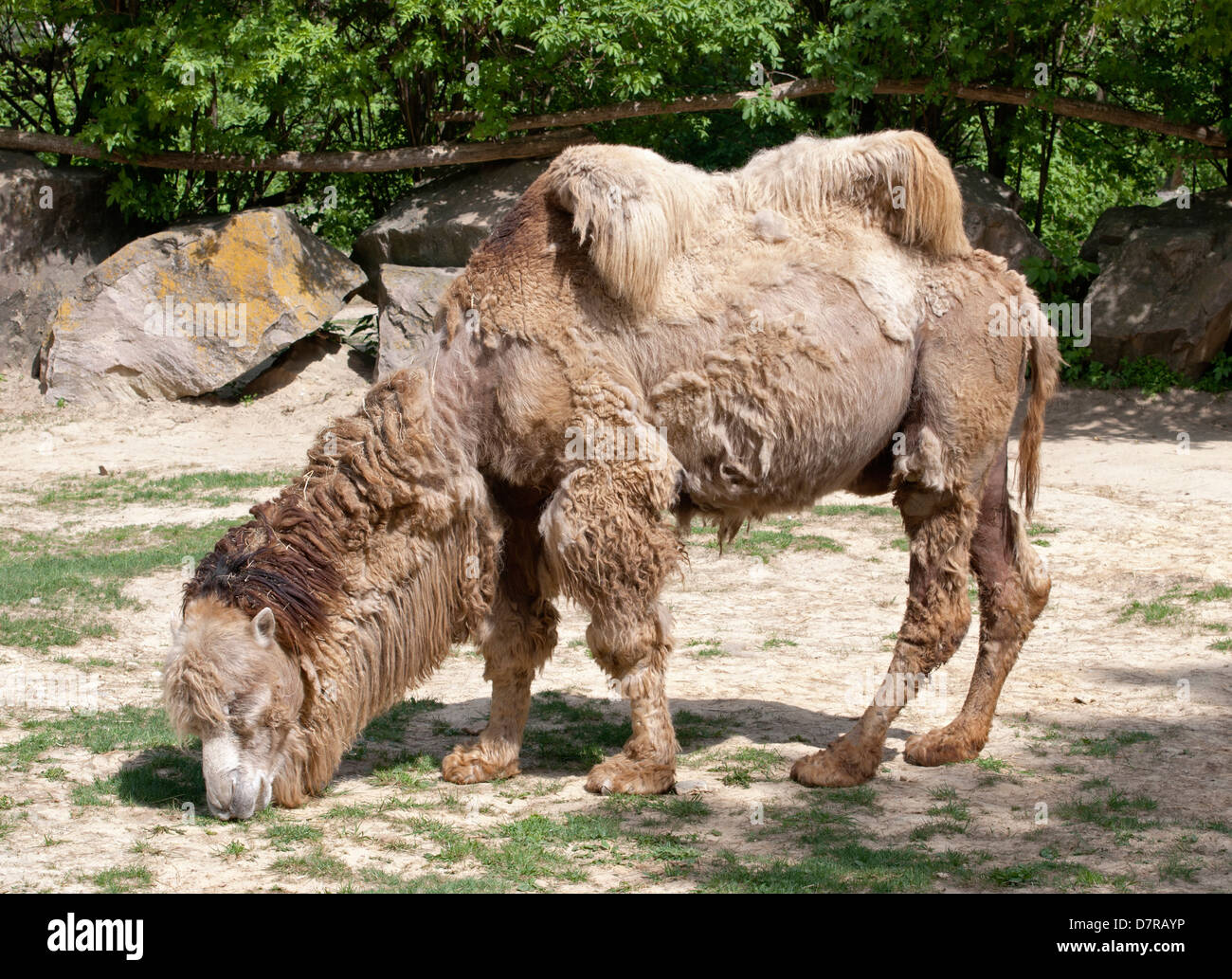 Bactrian camel (Camelus bactrianus) at zoo Stock Photo - Alamy