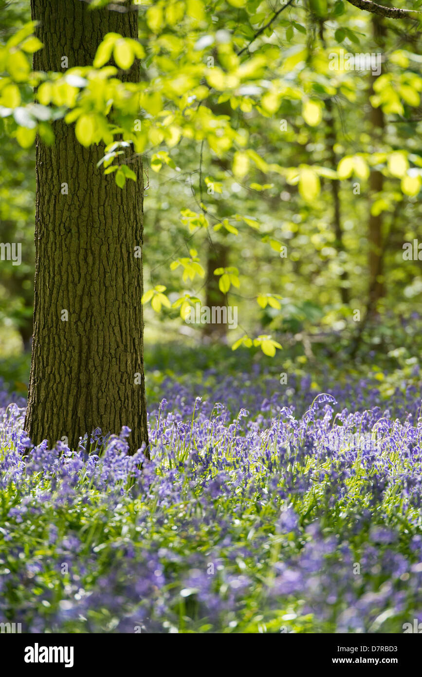 bluebells in spring, Danbury, Essex, England, United Kingdom. Close up with blurred background of woodland ecology in its natural relaxing environment Stock Photo