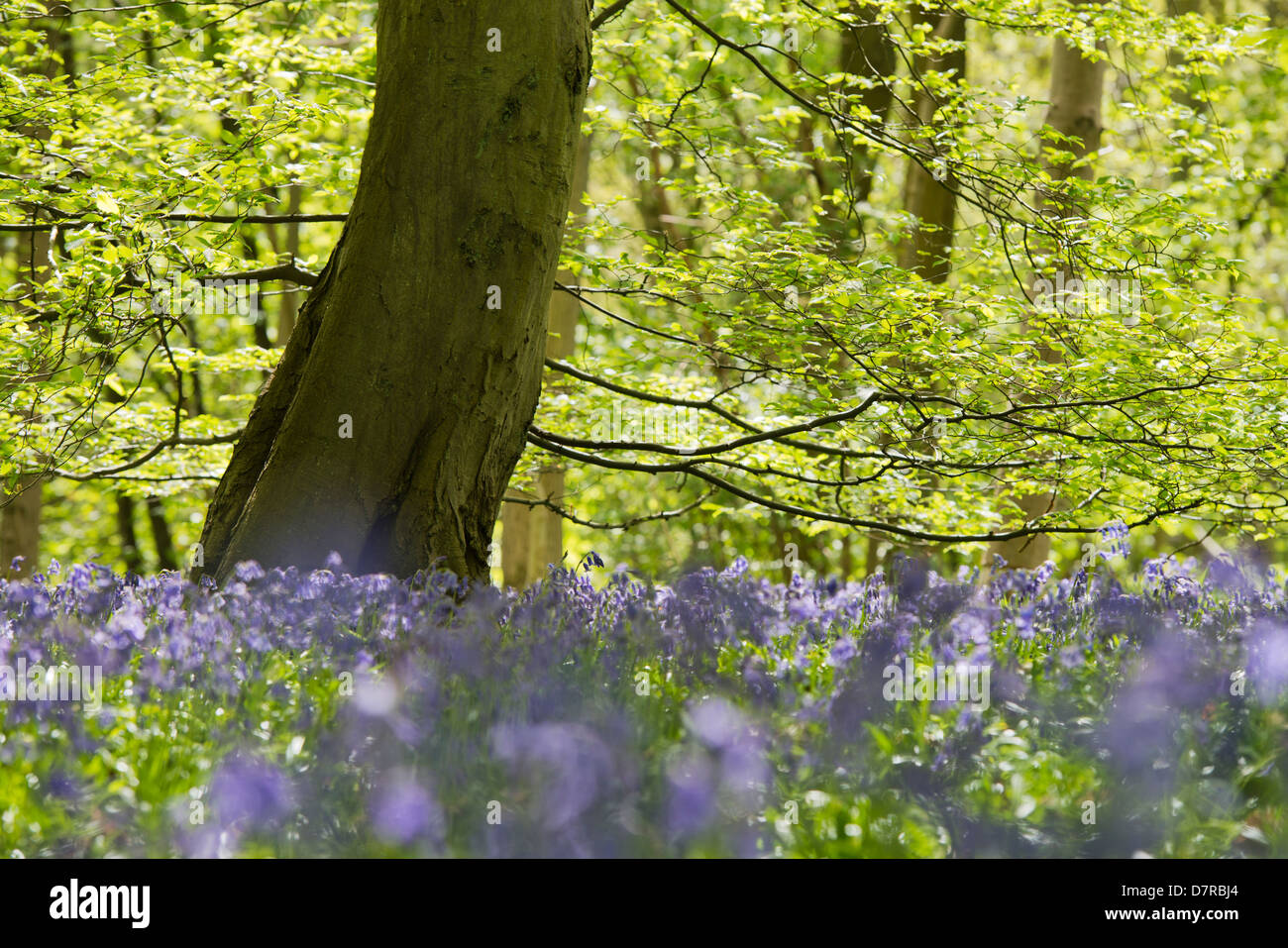 bluebells in spring, Danbury, Essex, England, United Kingdom. Close up with blurred background of woodland ecology in its natural relaxing environment Stock Photo