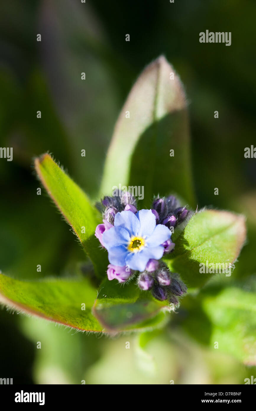 Delicate flower Stock Photo Alamy