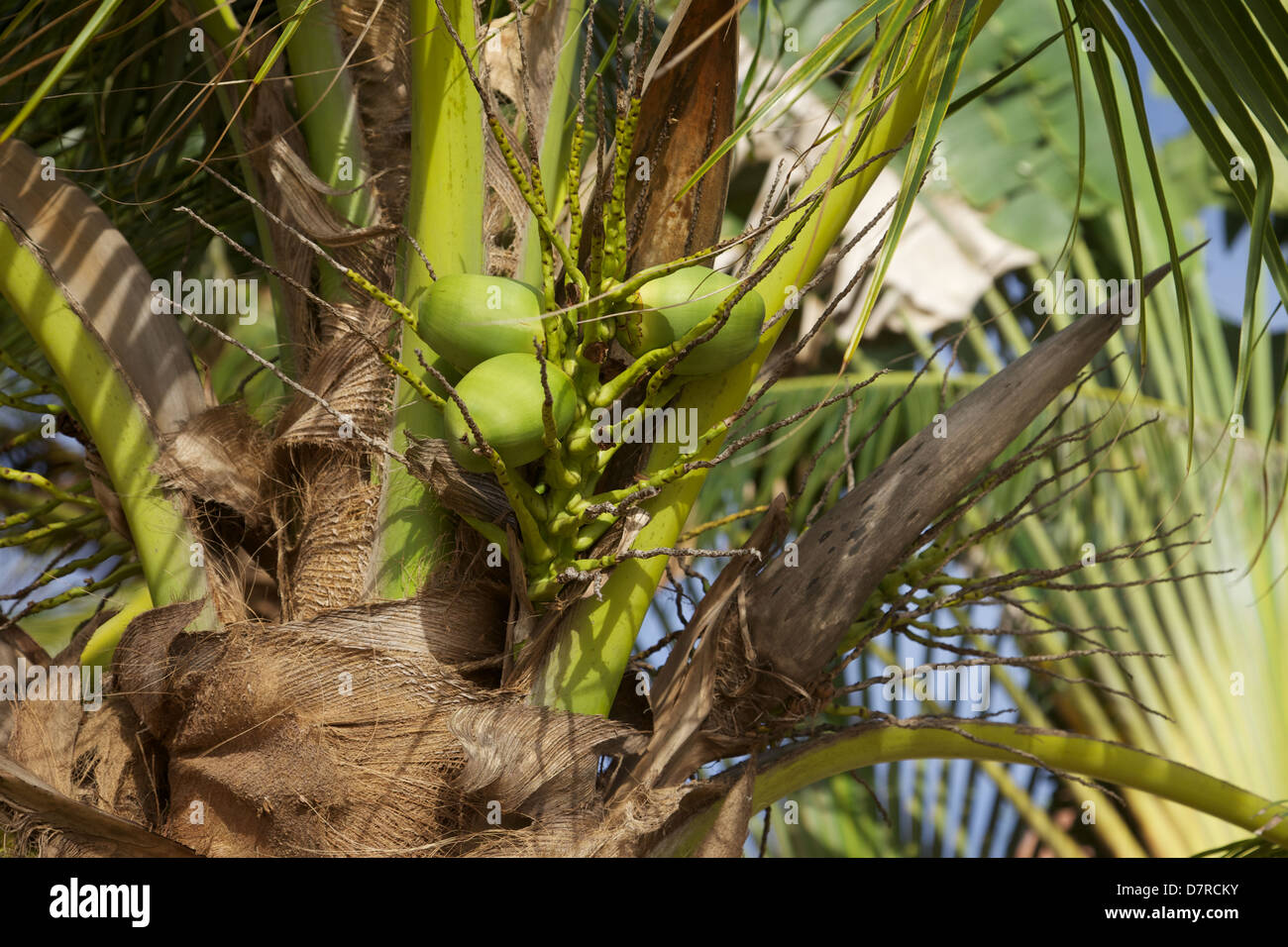 Young coconuts growing in Thailand Stock Photo Alamy