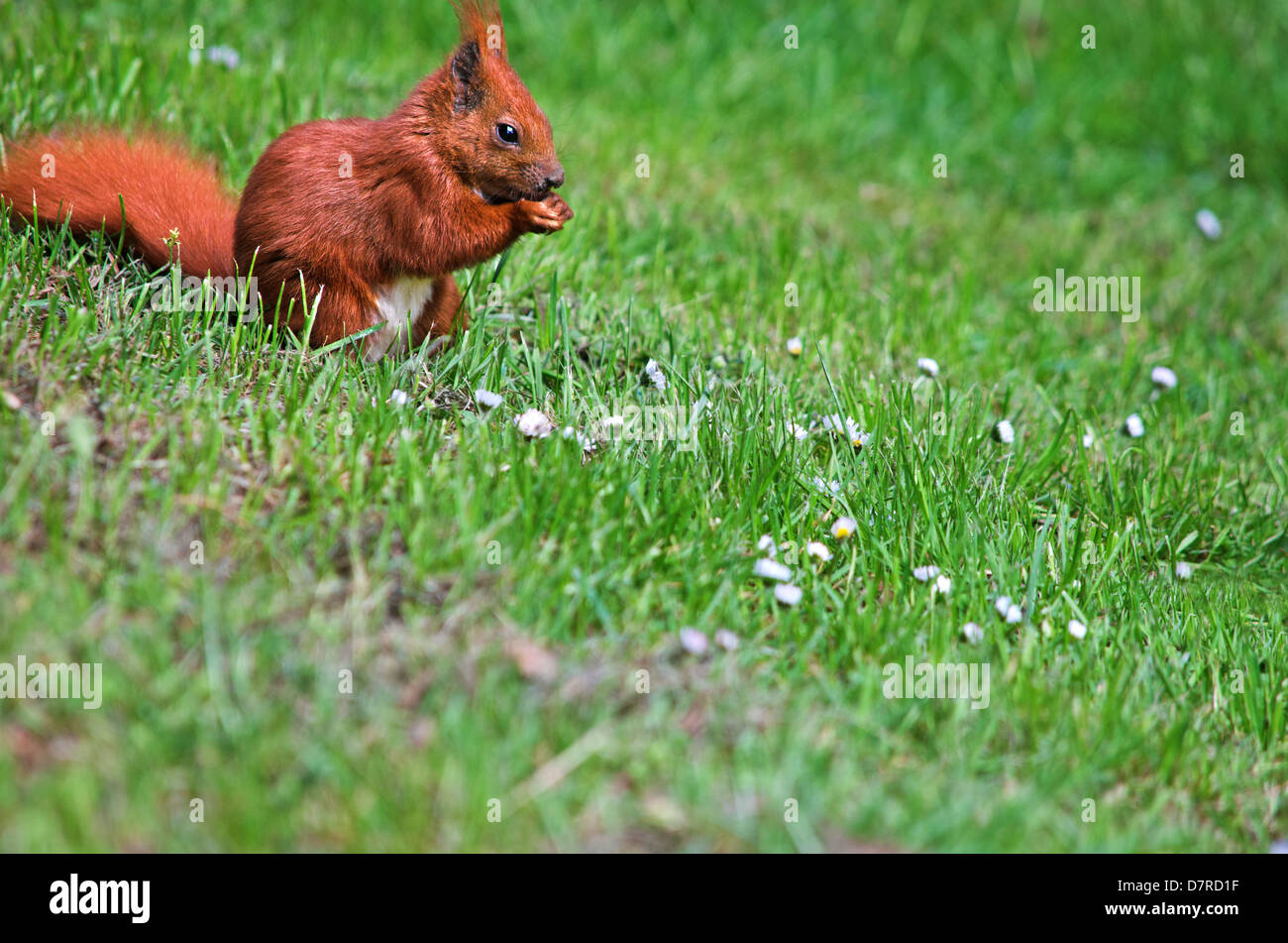 A red squirrel sitting on a green meadow with daisies. Shallow depth of field. Much free copy space. Stock Photo