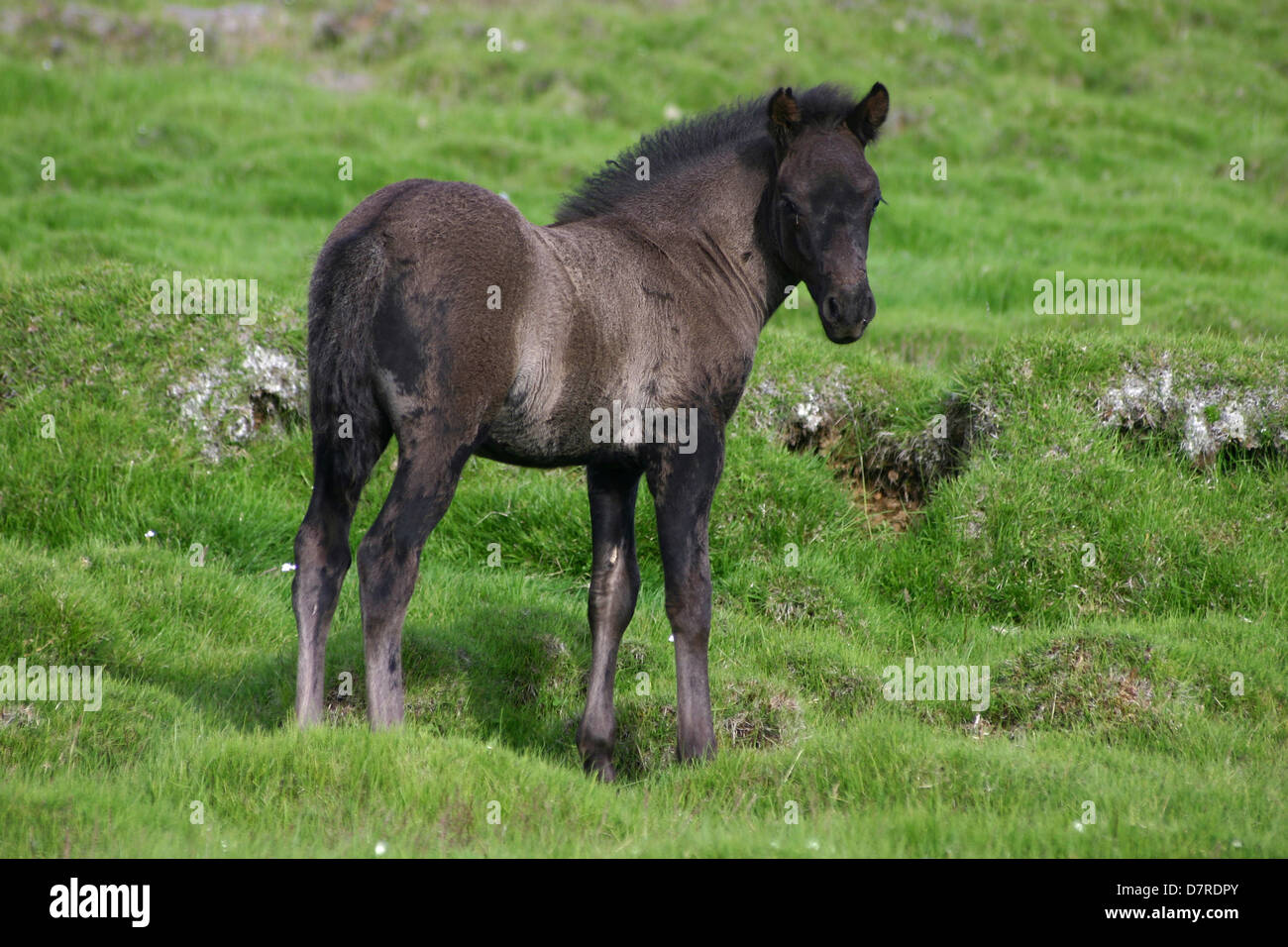 standing Icelandic horse foal Stock Photo Alamy