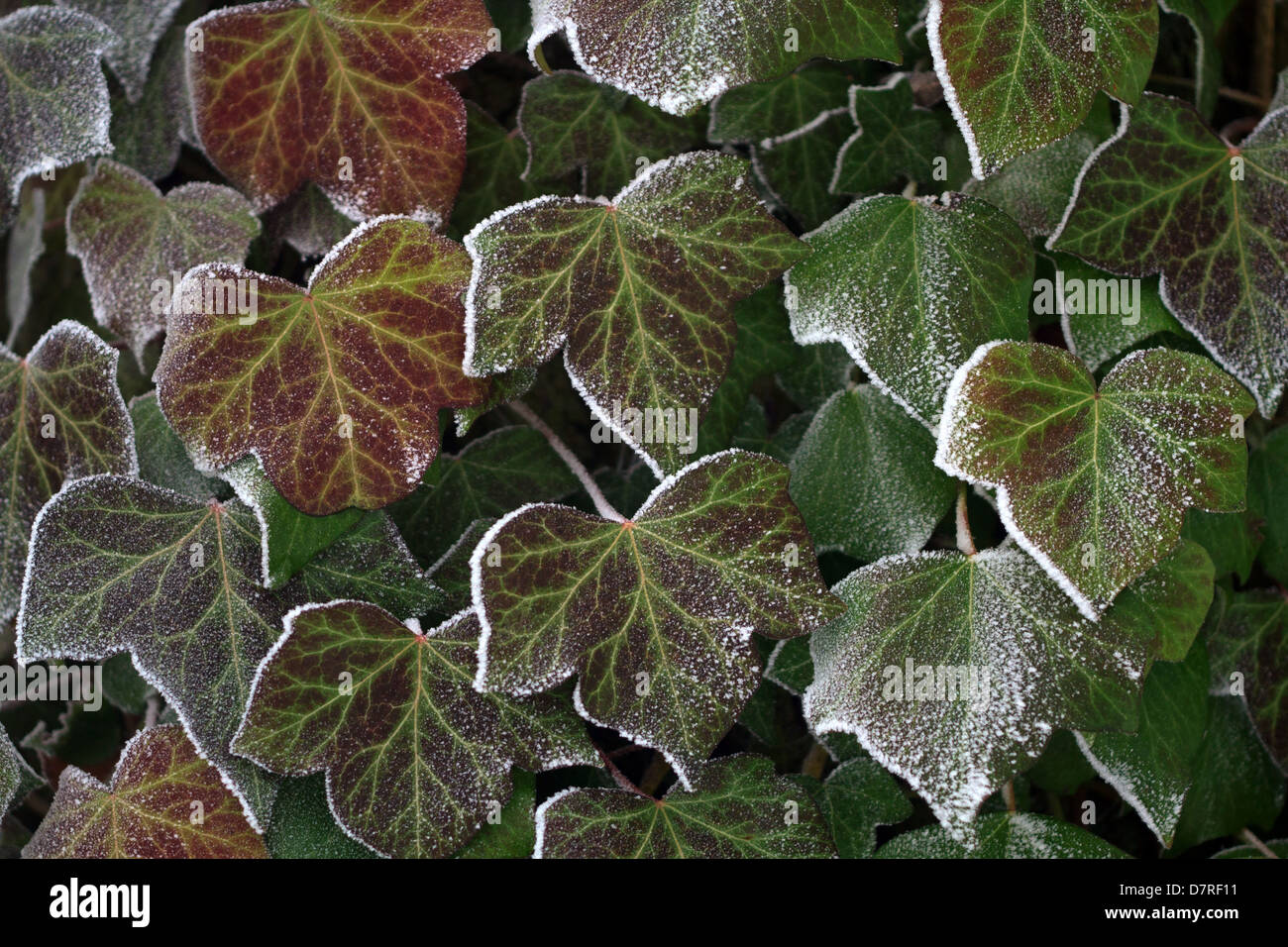 Ivy in winter Stock Photo Alamy