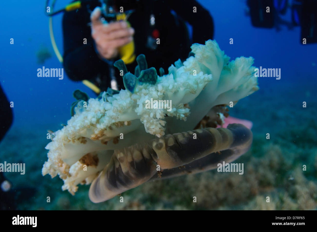 Underwater photography of a coral reef in the Red Sea Aqaba, Jordan Stock Photo