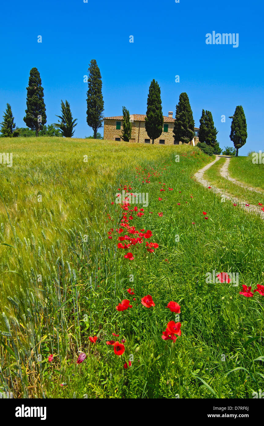 Val d'Orcia. Orcia Valley. Farm with cypress trees. Fields and Farmhouses. Tuscany Landscape. UNESCO world heritage site. Pienza Stock Photo