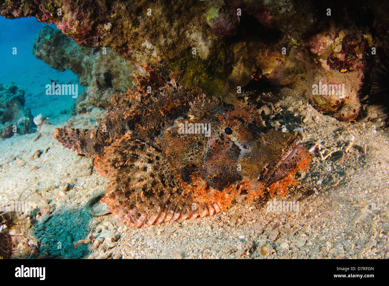 Underwater photography of a Synanceia nana stonefish in the Red Sea Aqaba, Jordan Stock Photo