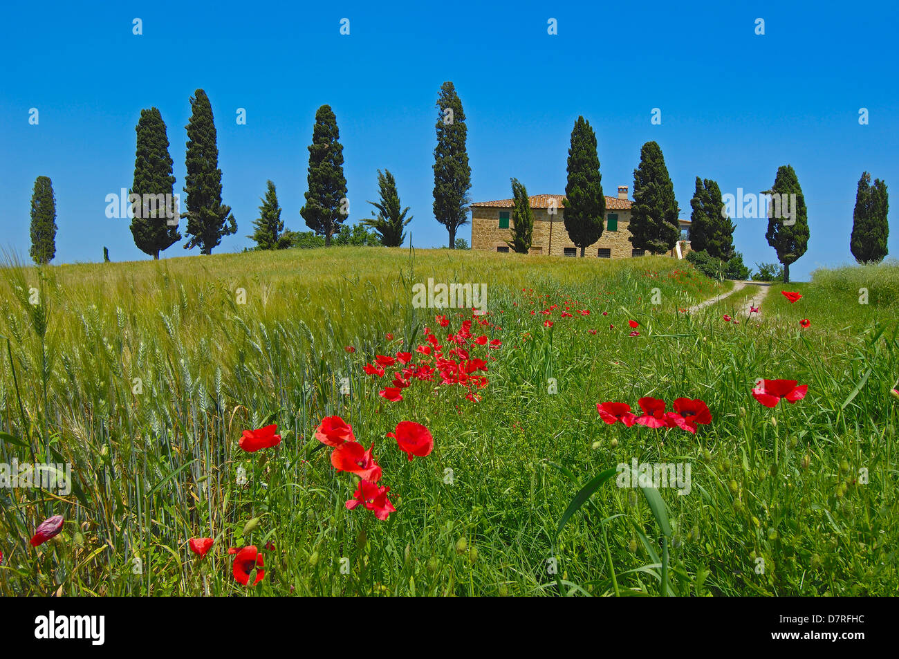 Val d'Orcia. Orcia Valley. Farm with cypress trees. Fields and Farmhouses. Tuscany Landscape. UNESCO world heritage site. Pienza Stock Photo