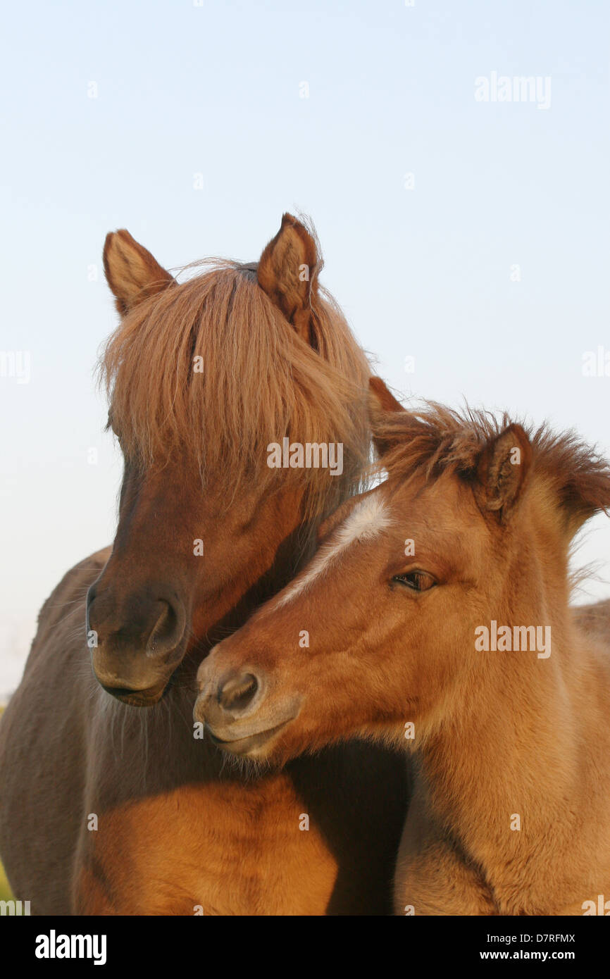 Icelandic horse Stock Photo