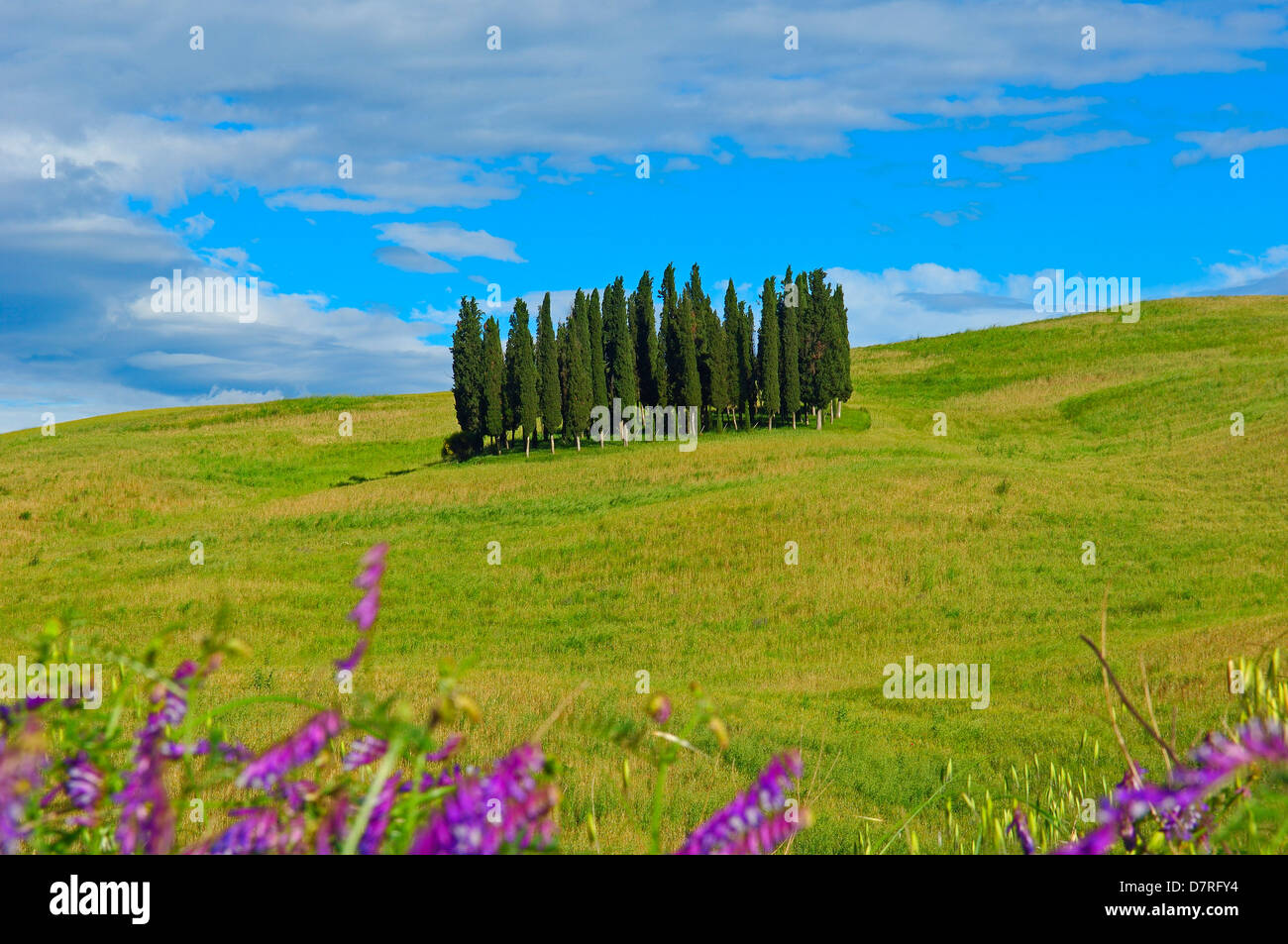Val d'Orcia. Orcia Valley. UNESCO World Heritage Site. Cypress trees. San Quirico d'Orcia. Siena Province. Tuscany. Italy. Europ Stock Photo