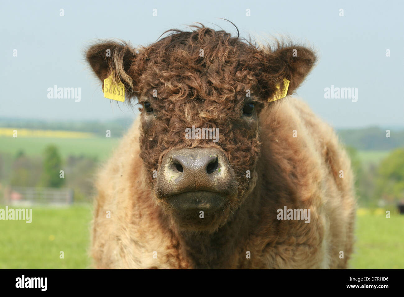 Curly Haired Cow High Resolution Stock Photography and Images - Alamy