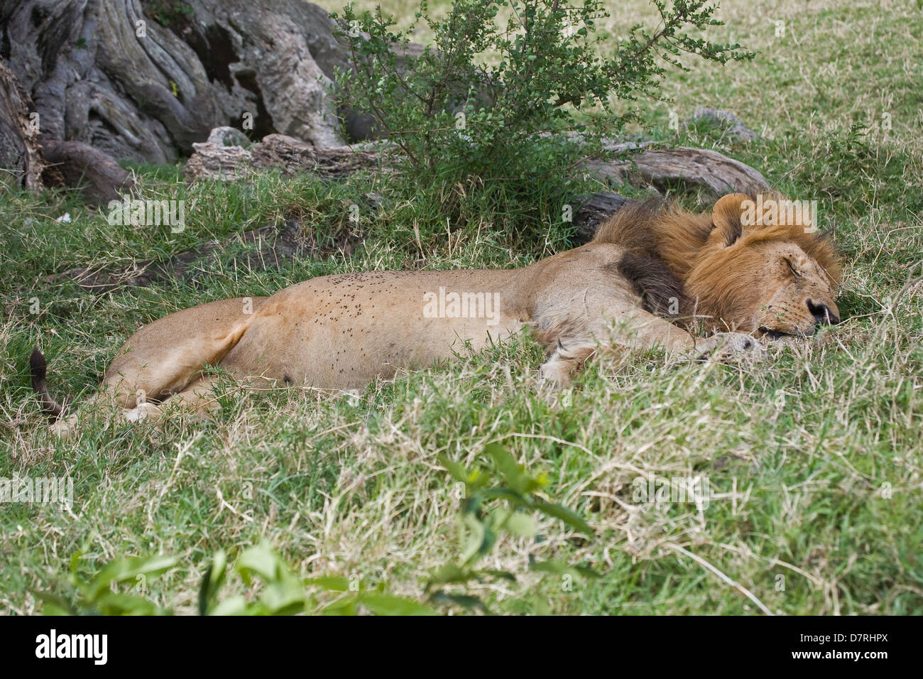 Lion chill out hi-res stock photography and images - Alamy