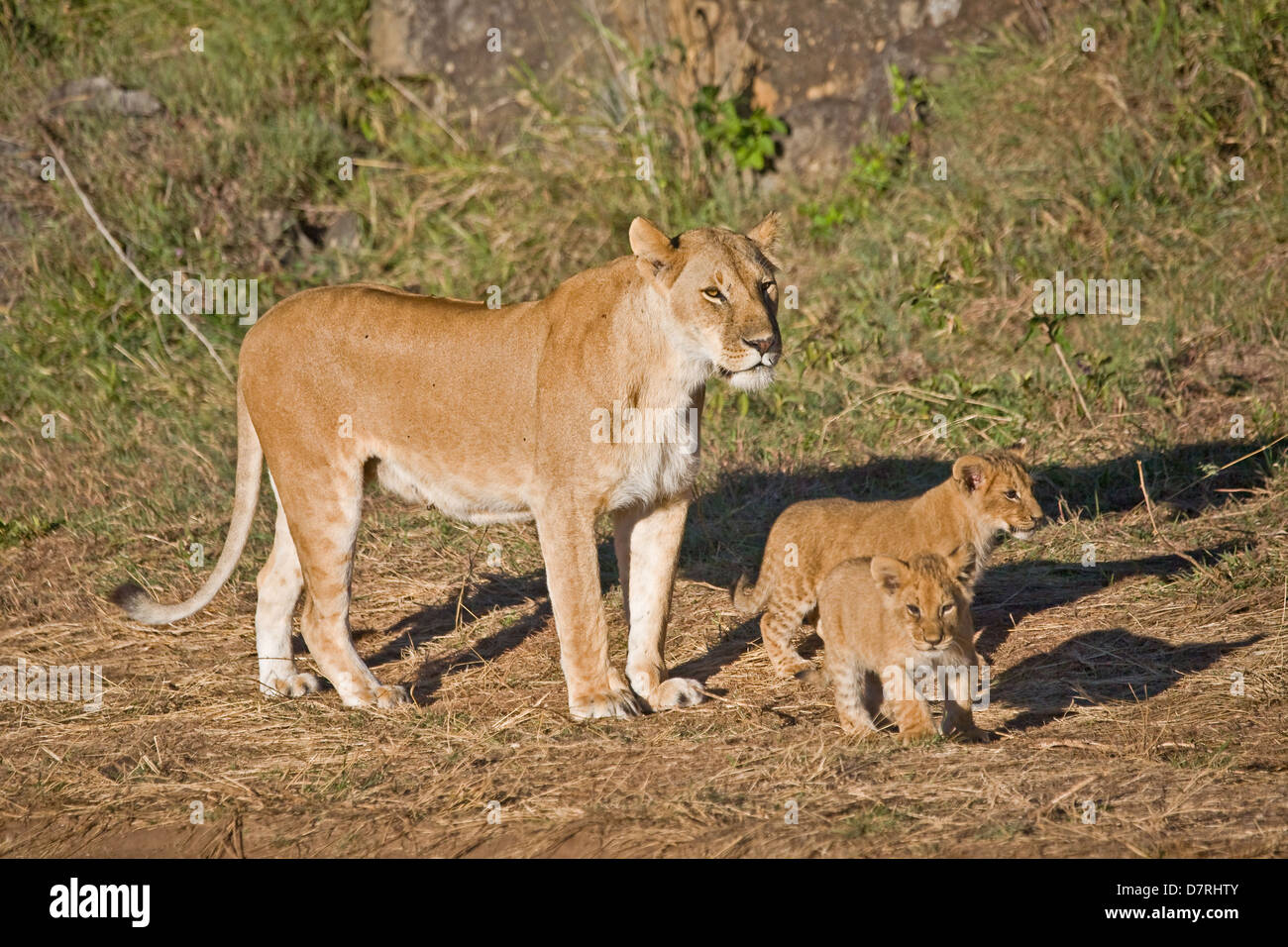 Lioness cute hi-res stock photography and images - Alamy
