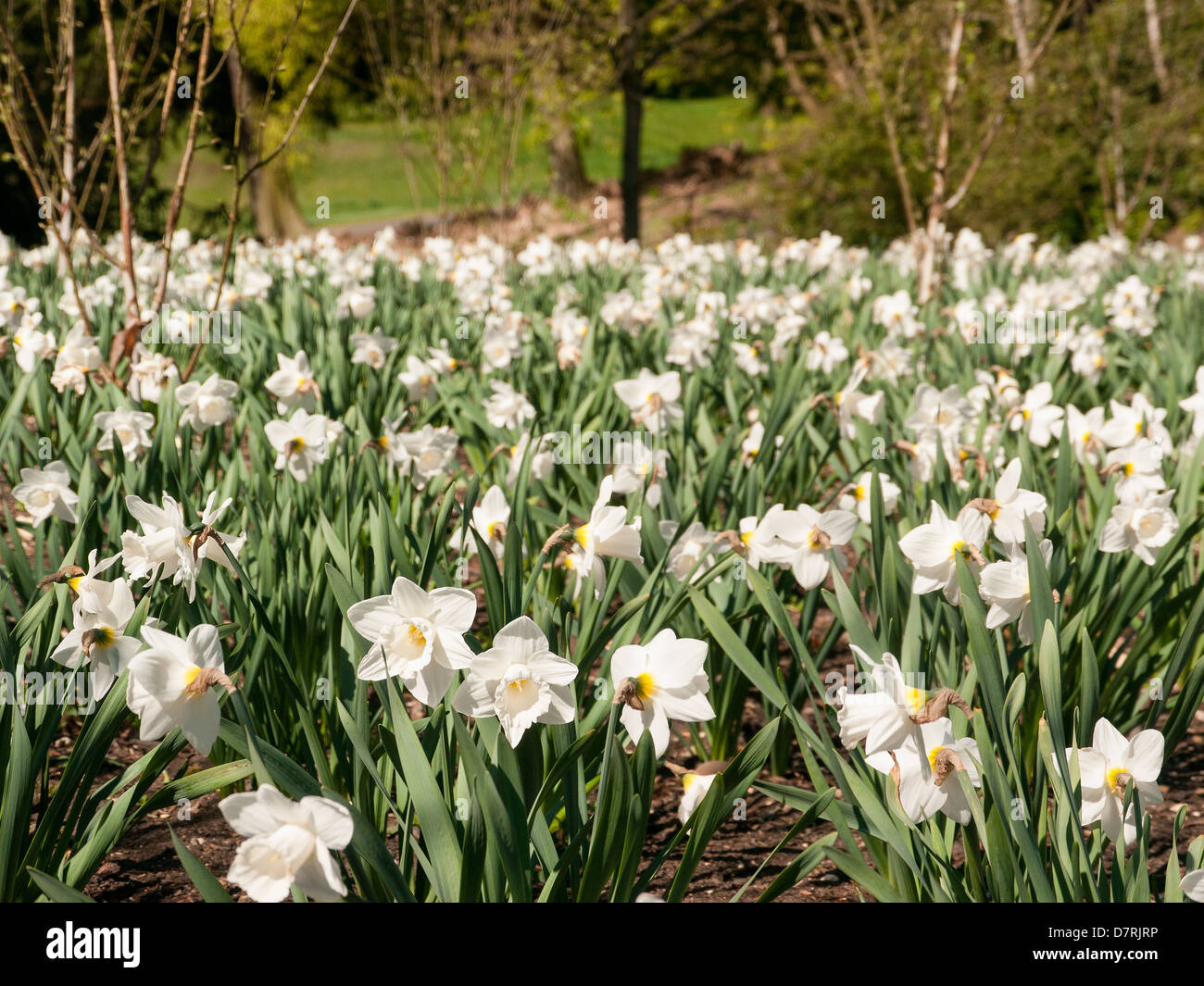 Bed of Daffodils in the Water Garden at Cliveden House, National Trust