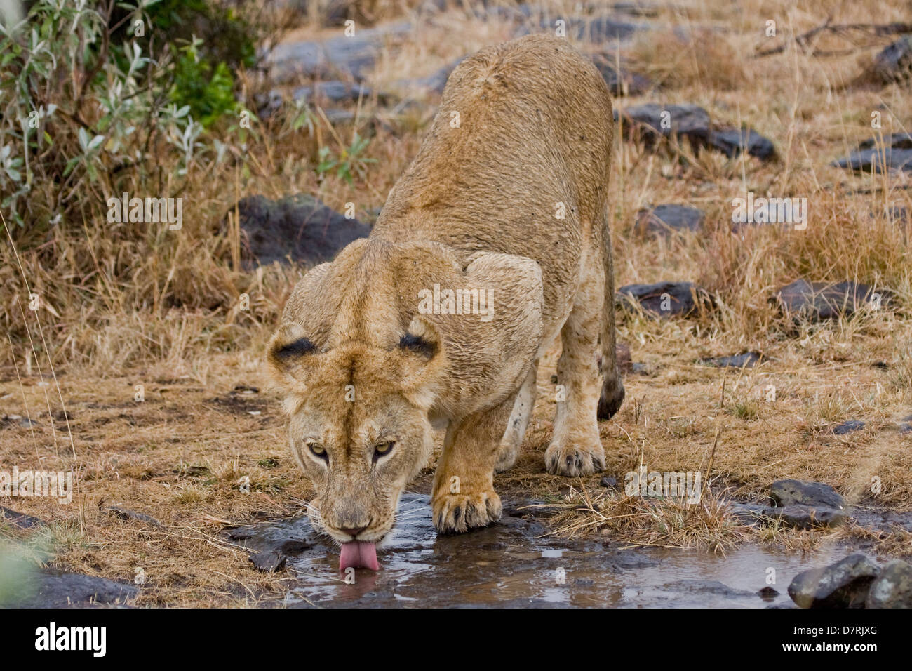 Veldt lions hires stock photography and images Alamy