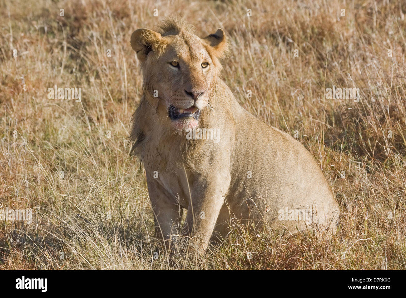 Veldt lions hires stock photography and images Alamy