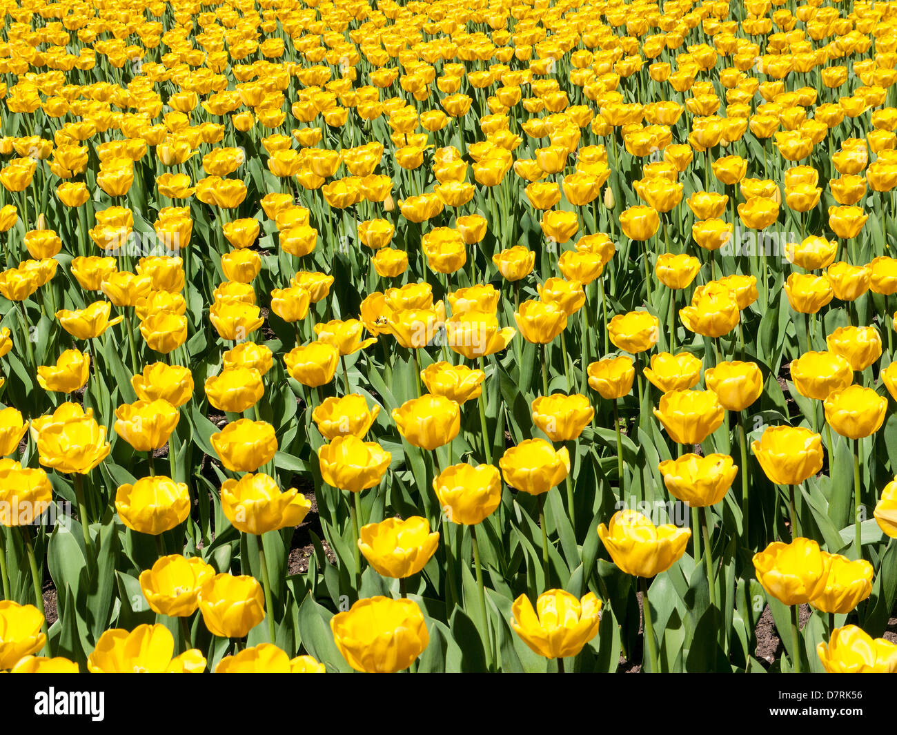 Display of tulips in the Long Garden, Cliveden House, National Trust Property, Bucks, UK Stock Photo