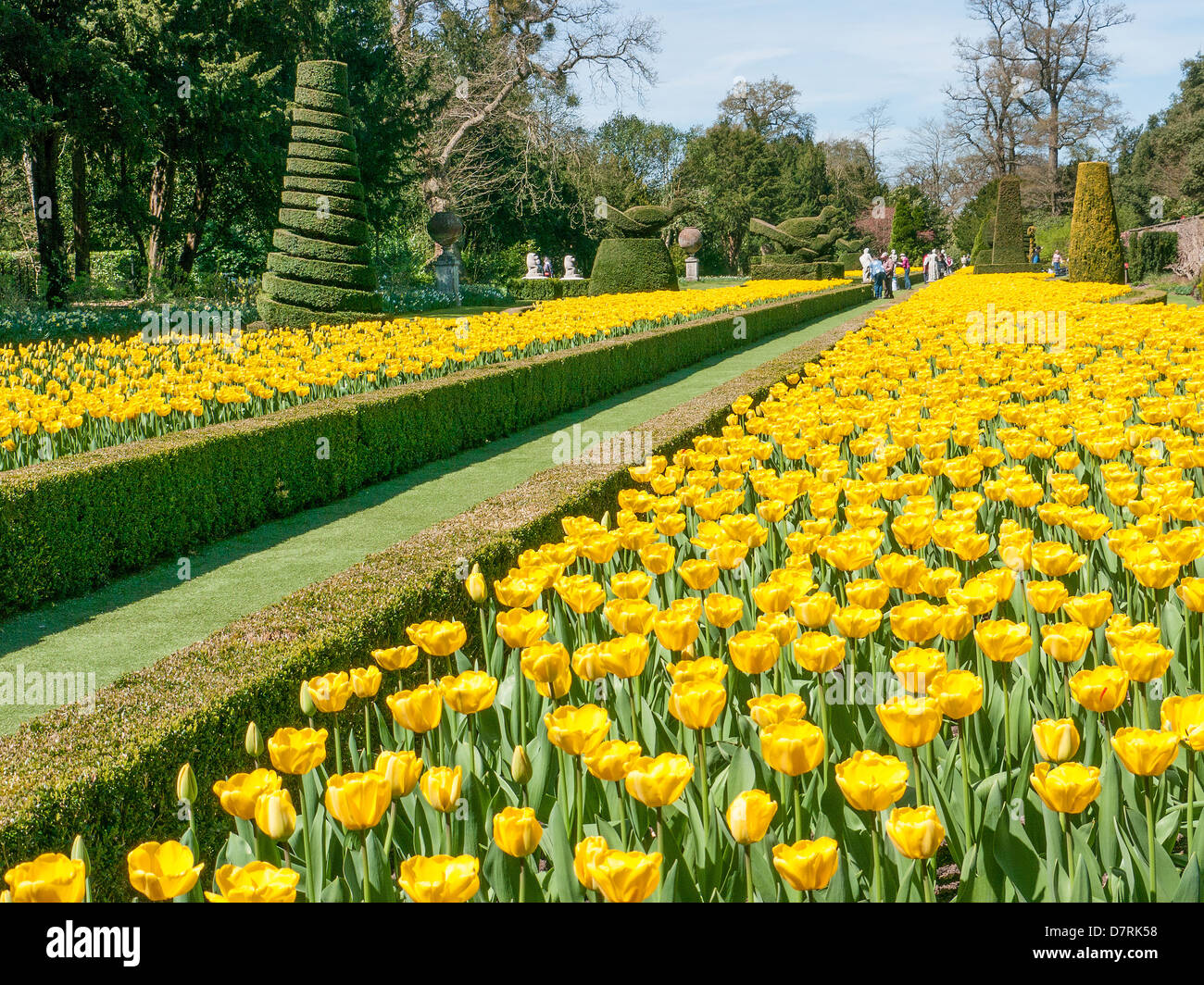 Display of tulips in the Long Garden, Cliveden House, National Trust Property, Bucks, UK Stock Photo