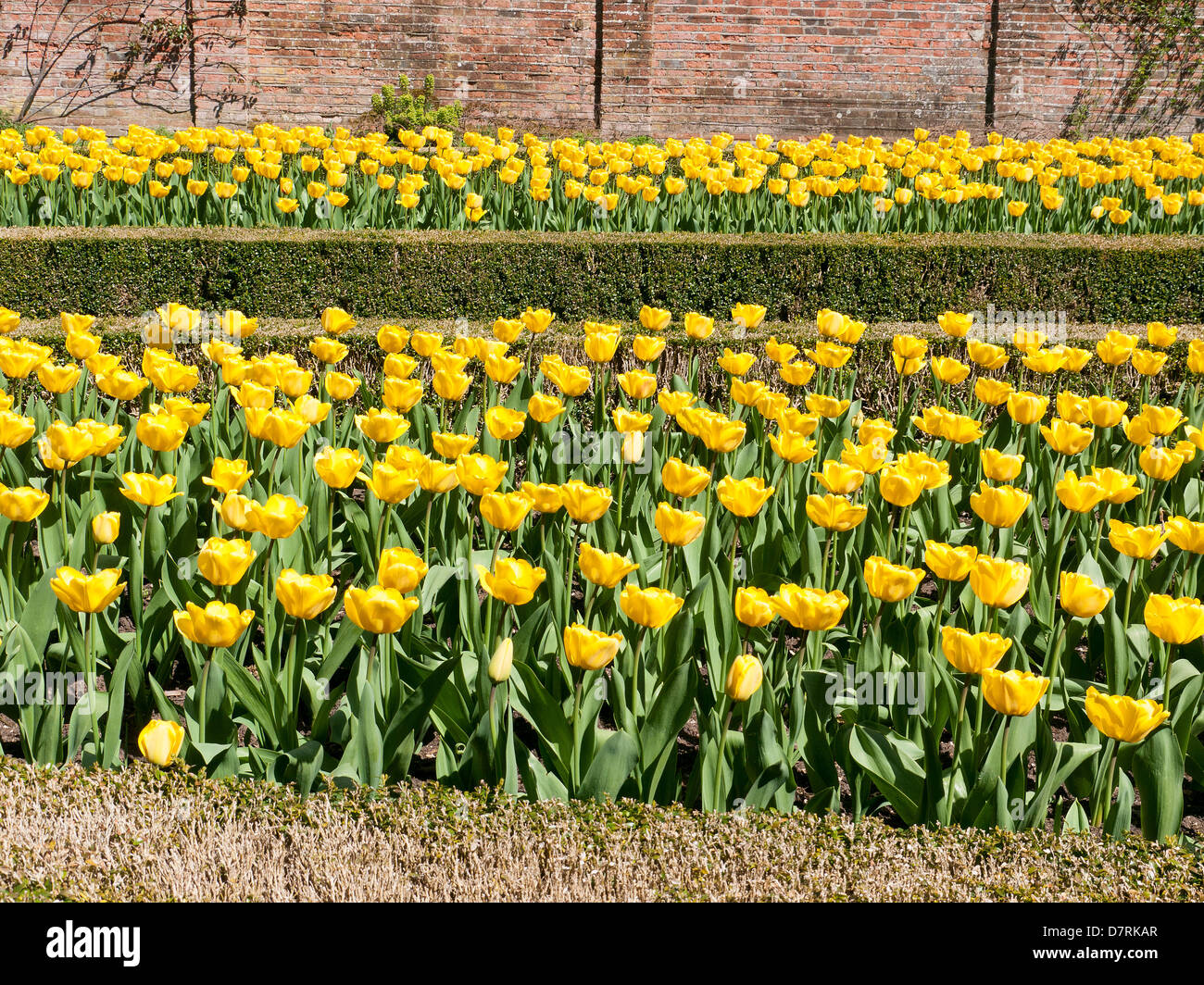 Tulips in the Long Garden, Cliveden House, National Trust Property, Bucks, UK Stock Photo