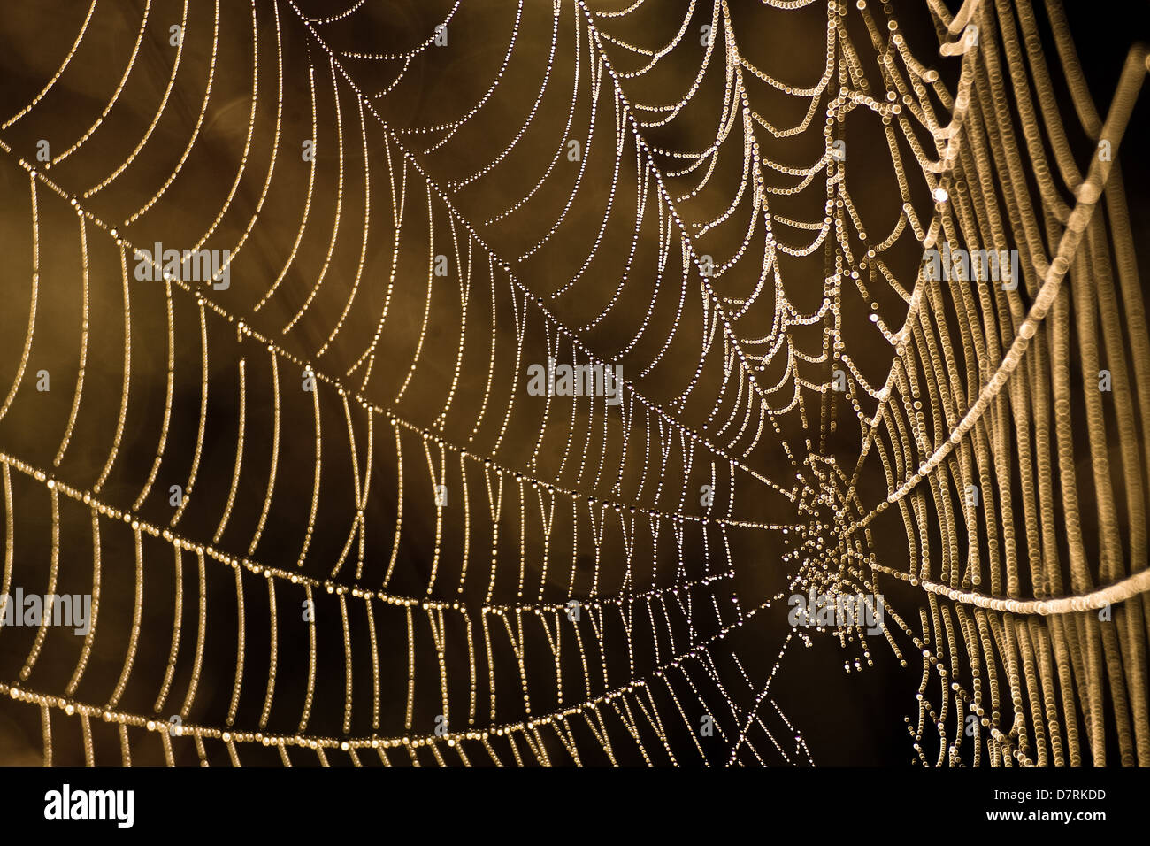 Spider web on a background of autumn brown - close-up. Stock Photo