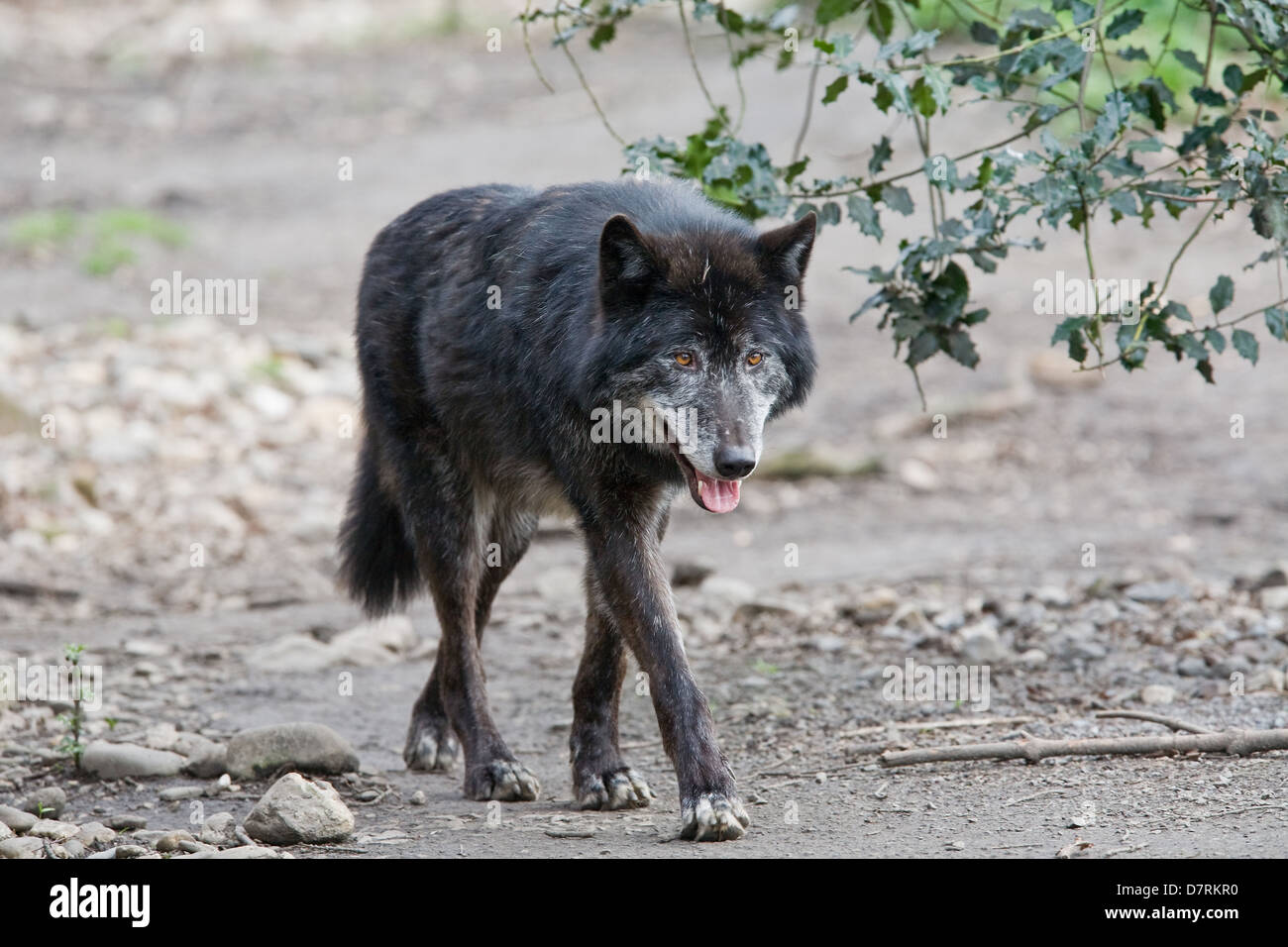 Eastern timber wolf Stock Photo Alamy