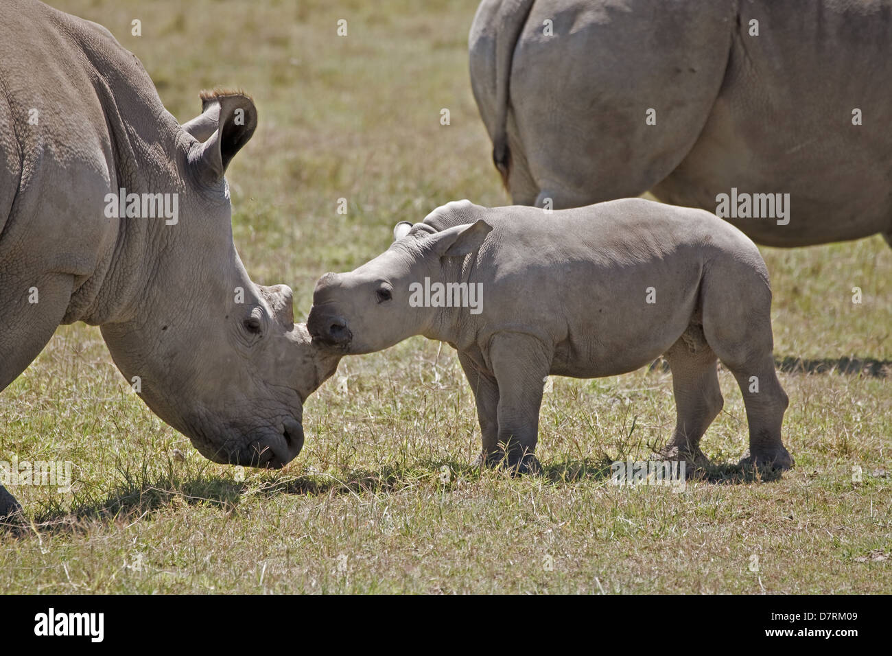 Rhino babies hi-res stock photography and images - Alamy