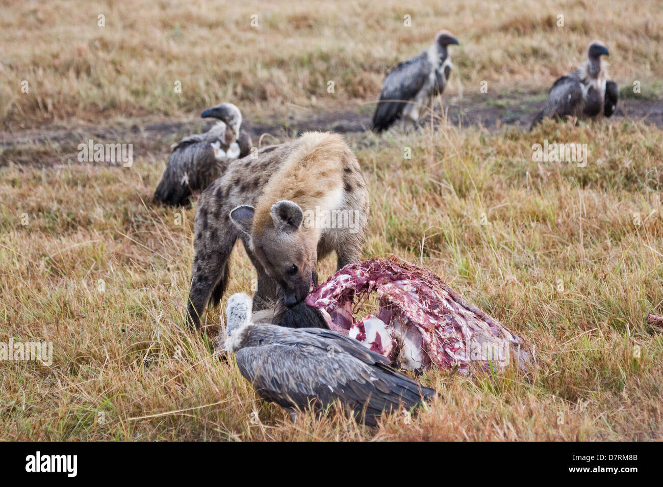 spotted hyena and vultures Stock Photo