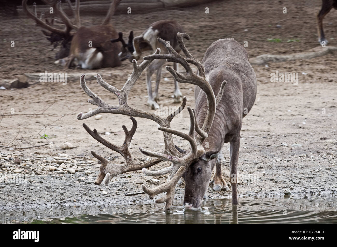 Reindeer hi-res stock photography and images - Alamy