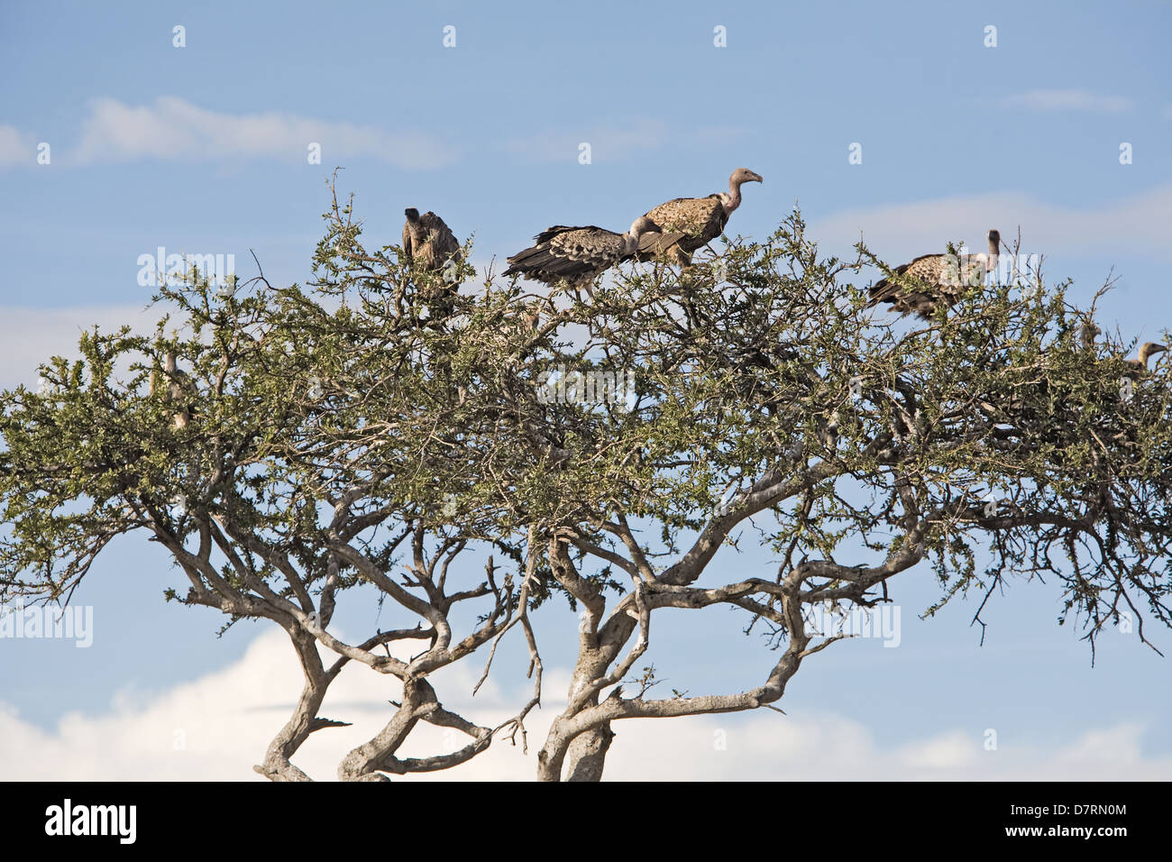 Rueppells griffon vulture gyps rueppellii adult hi-res stock ...