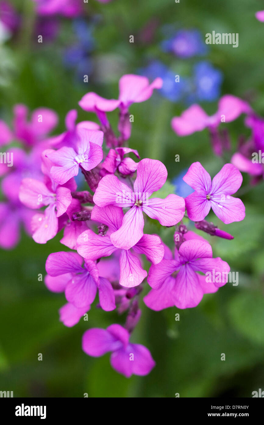 Lunaria annua. Honesty plant flowers in the garden. Stock Photo