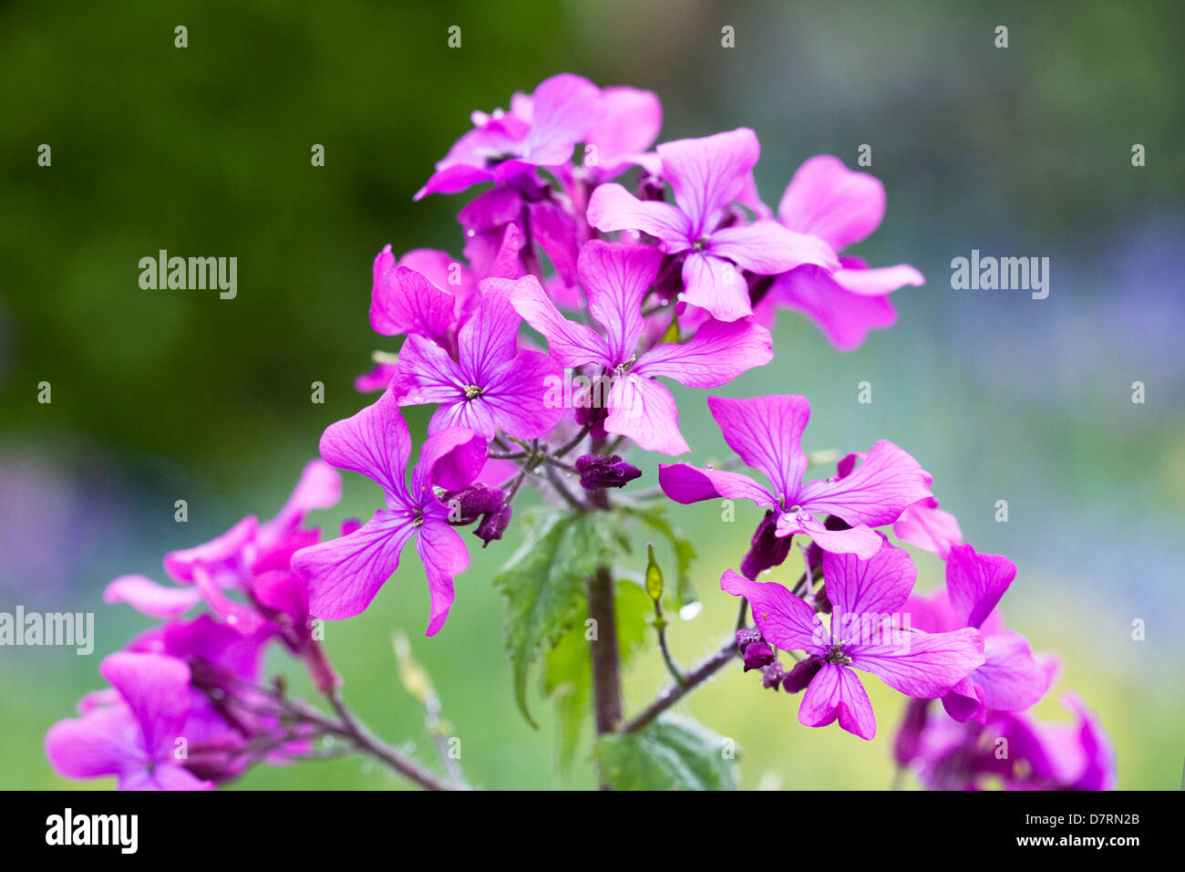 Lunaria annua. Honesty plant flowers in the garden. Stock Photo