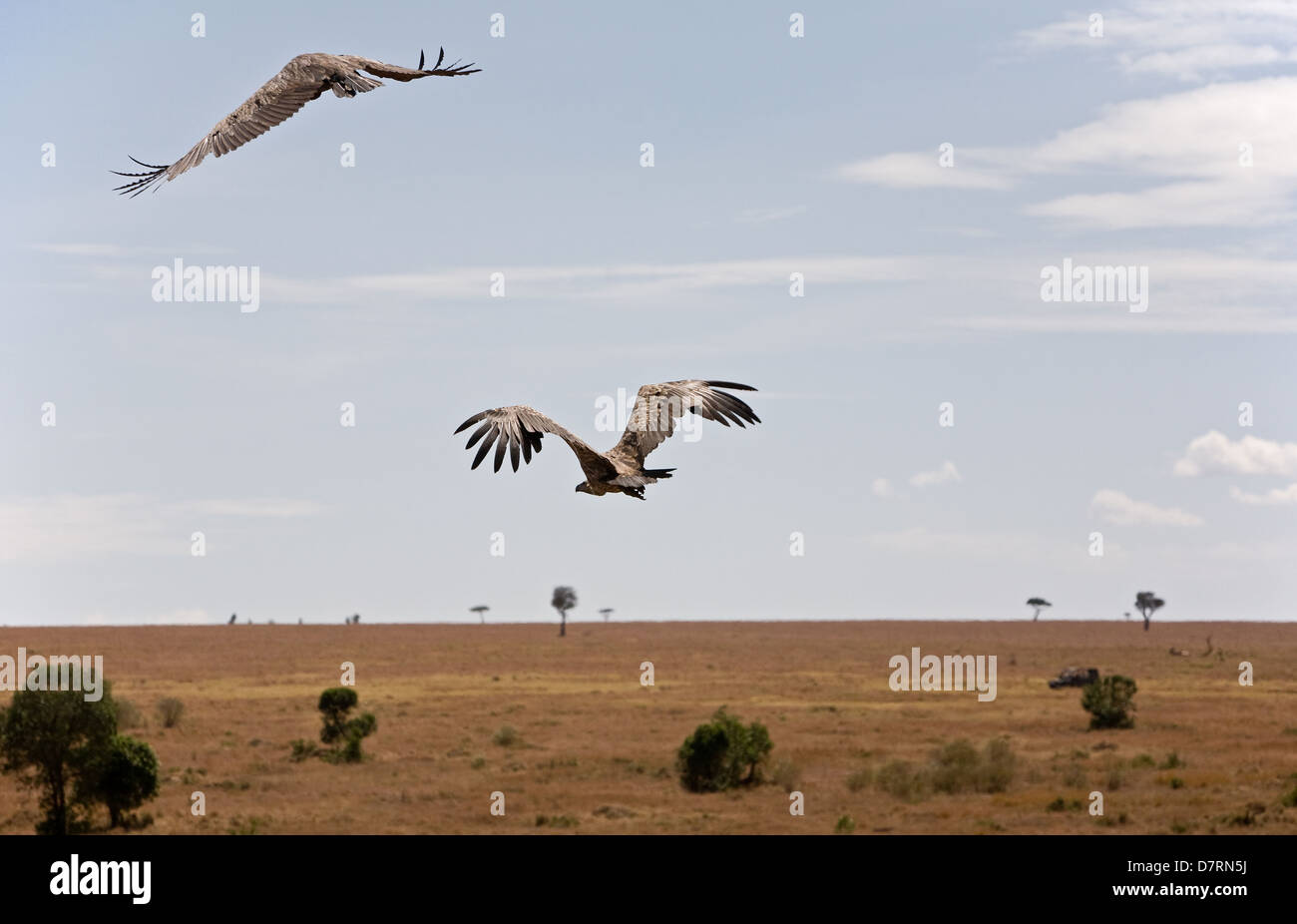 Rueppells Griffon Vulture Gyps Rueppellii Adult High Resolution Stock ...