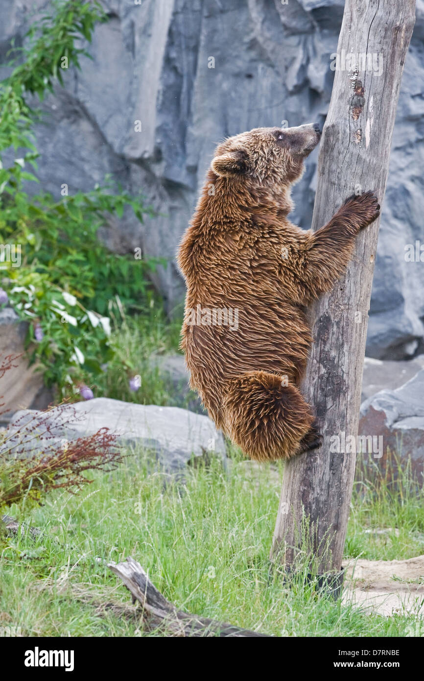 Young kodiak bear hi-res stock photography and images - Alamy