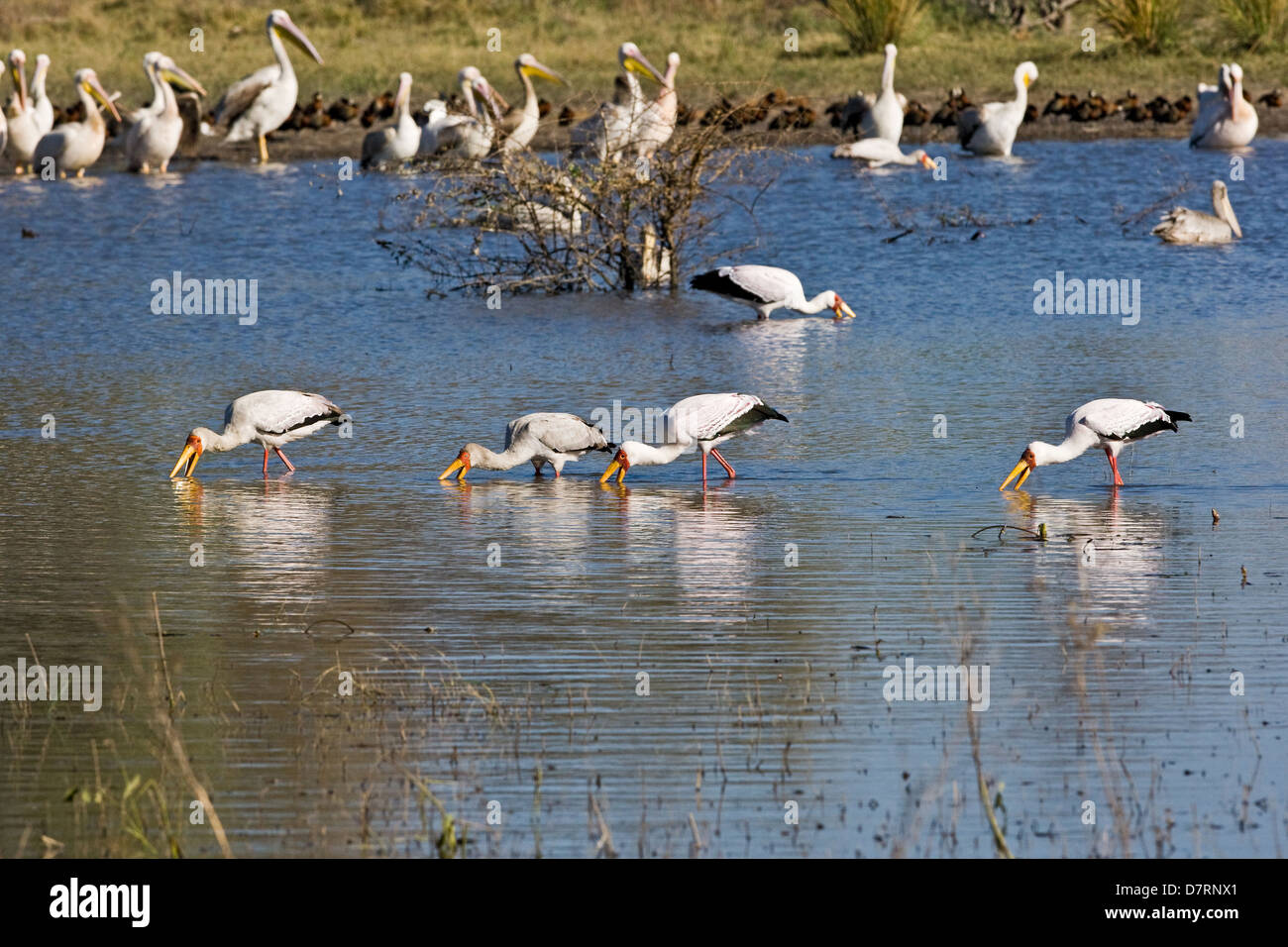 yellow-billed stork Stock Photo