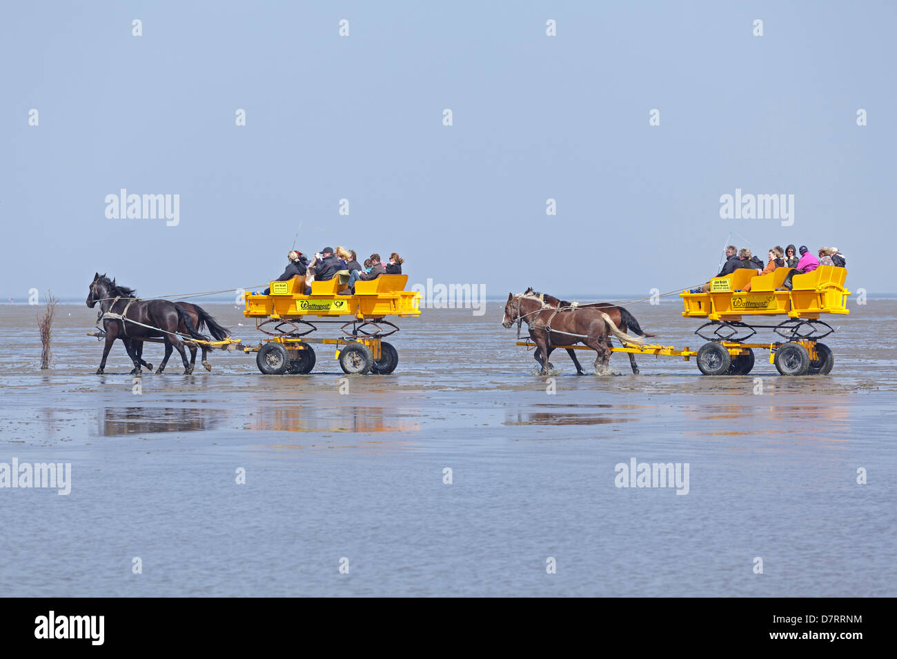 going through the intertidal mudflats by horse-drawn carriages near Duhne, Cuxhaven, Lower Saxony, Germany Stock Photo