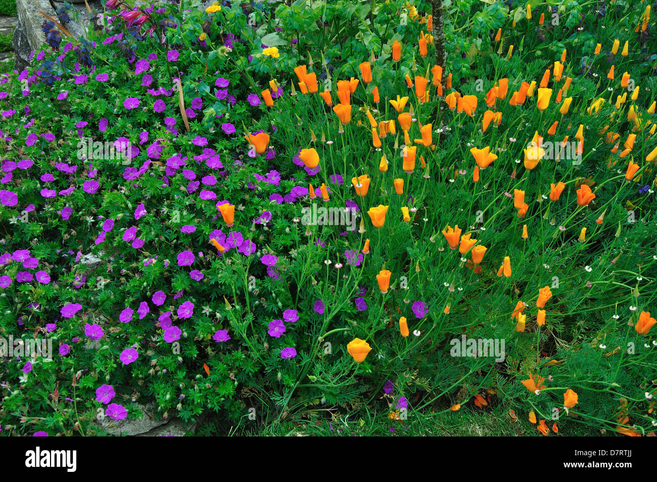 A view of Californian poppies with a hardy geranium Stock Photo