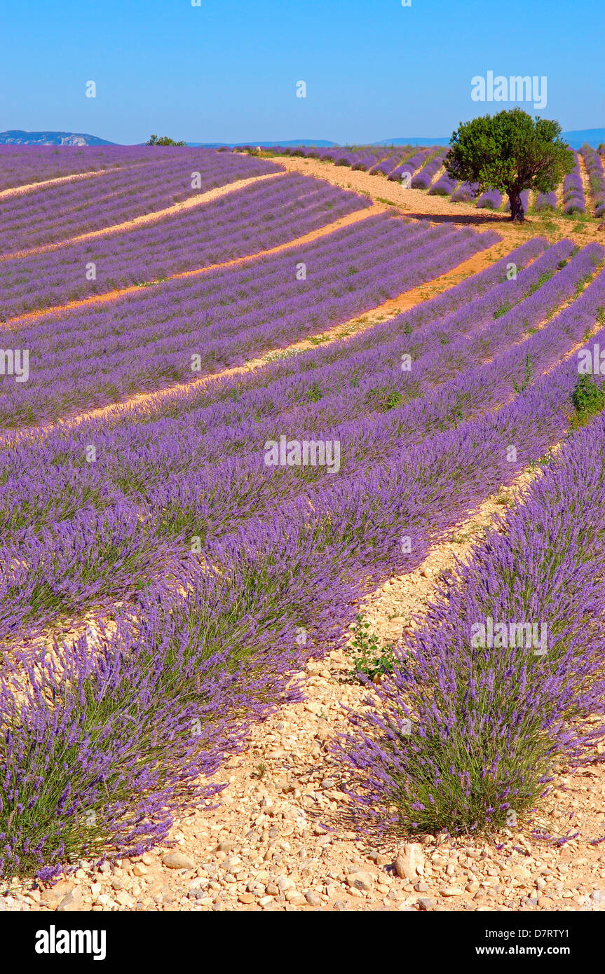 Lavender field at Plateau de Valensole. Alpes-de-Haute-Provence. Valensole, France. Stock Photo