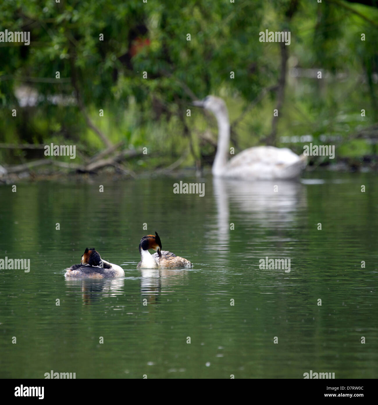 Pair of Great Crested Grebe (Podiceps cristatus) common water bird fowl grebes life wildlife nature natural ornithology Stock Photo