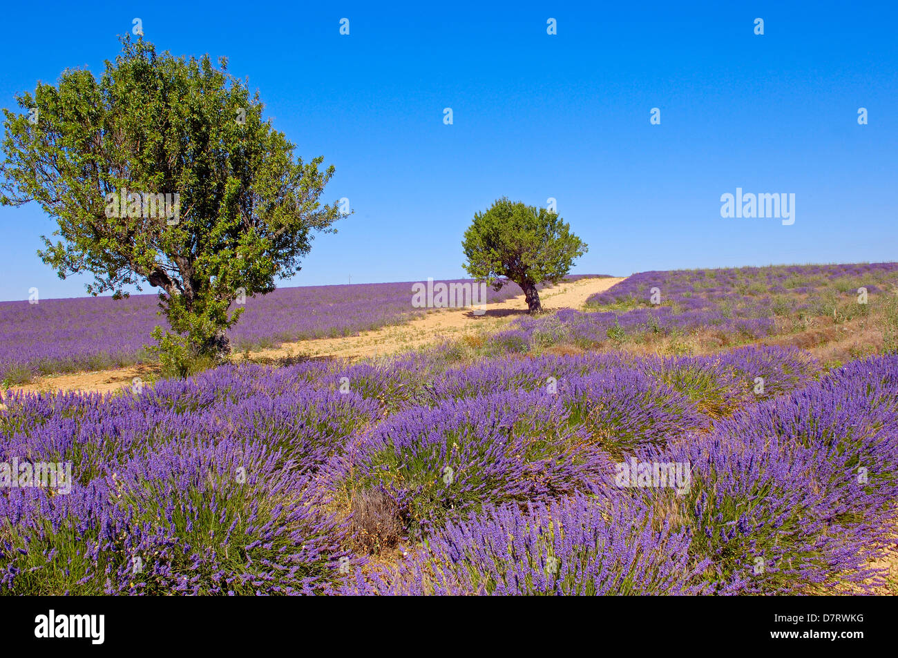 Lavender field at Plateau de Valensole. Alpes-de-Haute-Provence. Valensole, France. Stock Photo